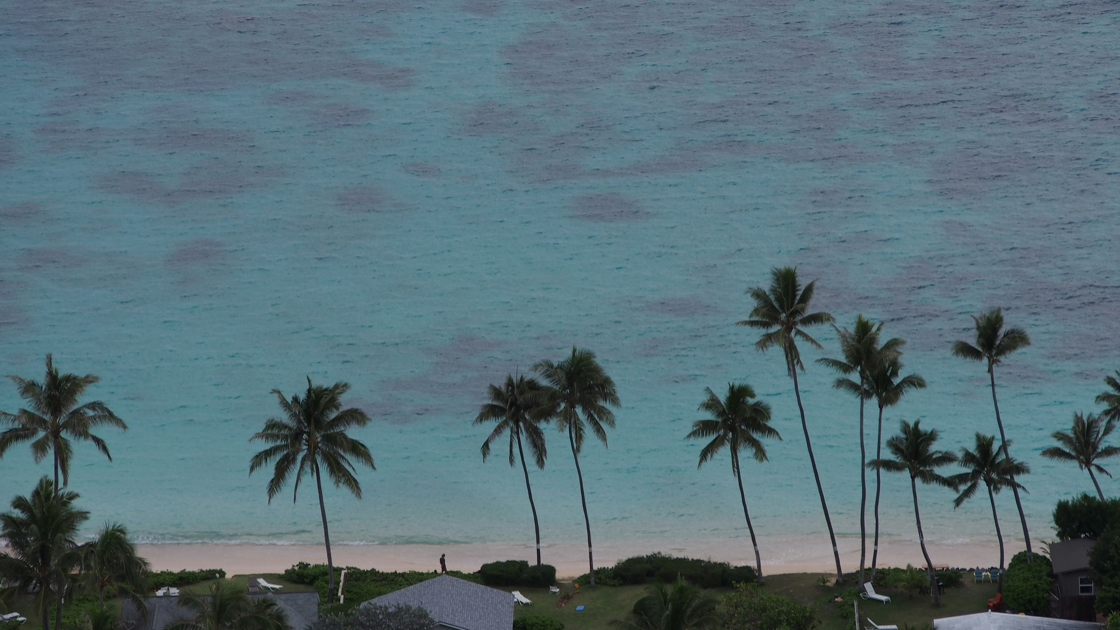 Escena de playa con agua turquesa y palmeras