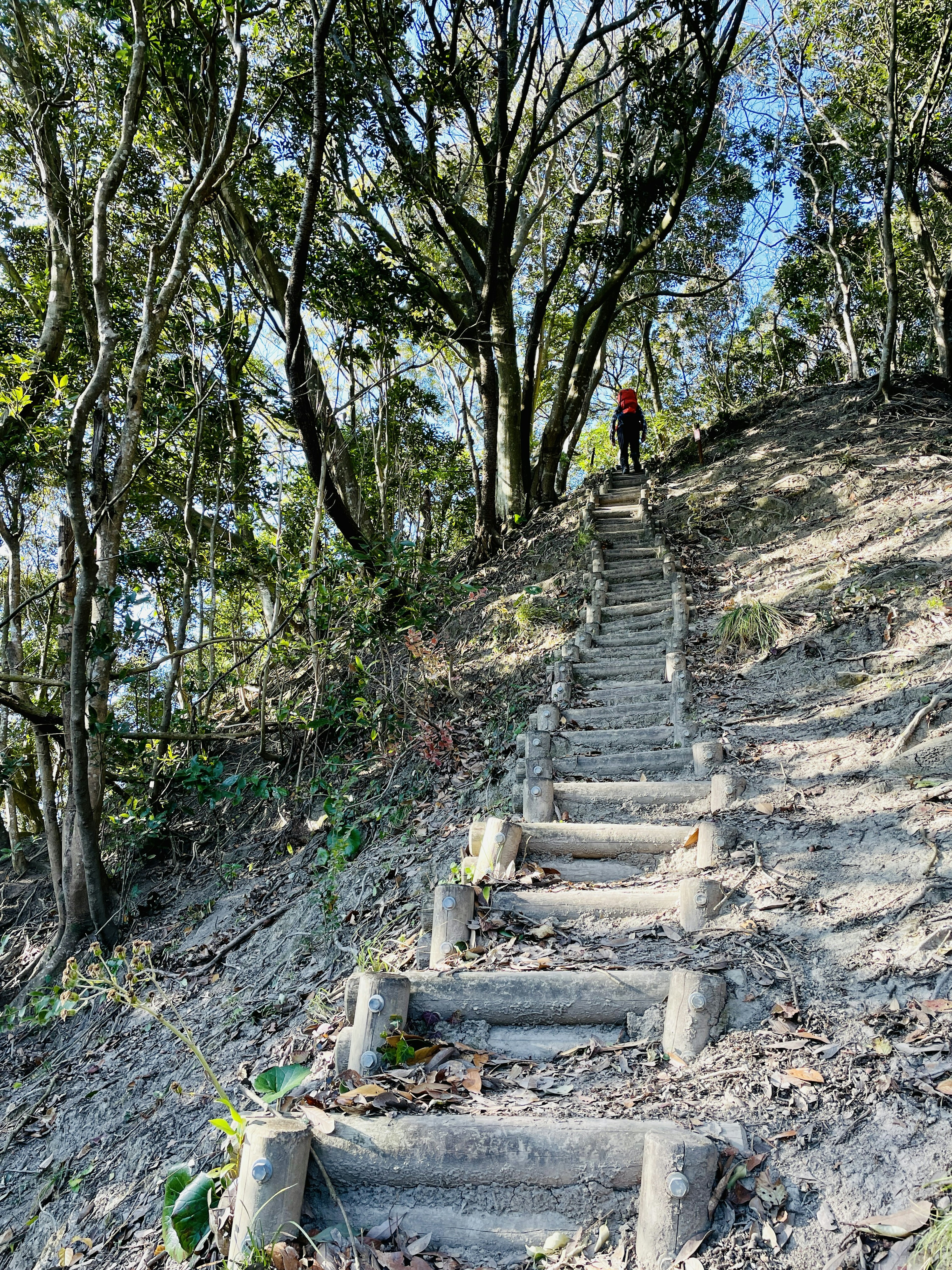 山道に沿った木製の階段と周囲の緑豊かな木々