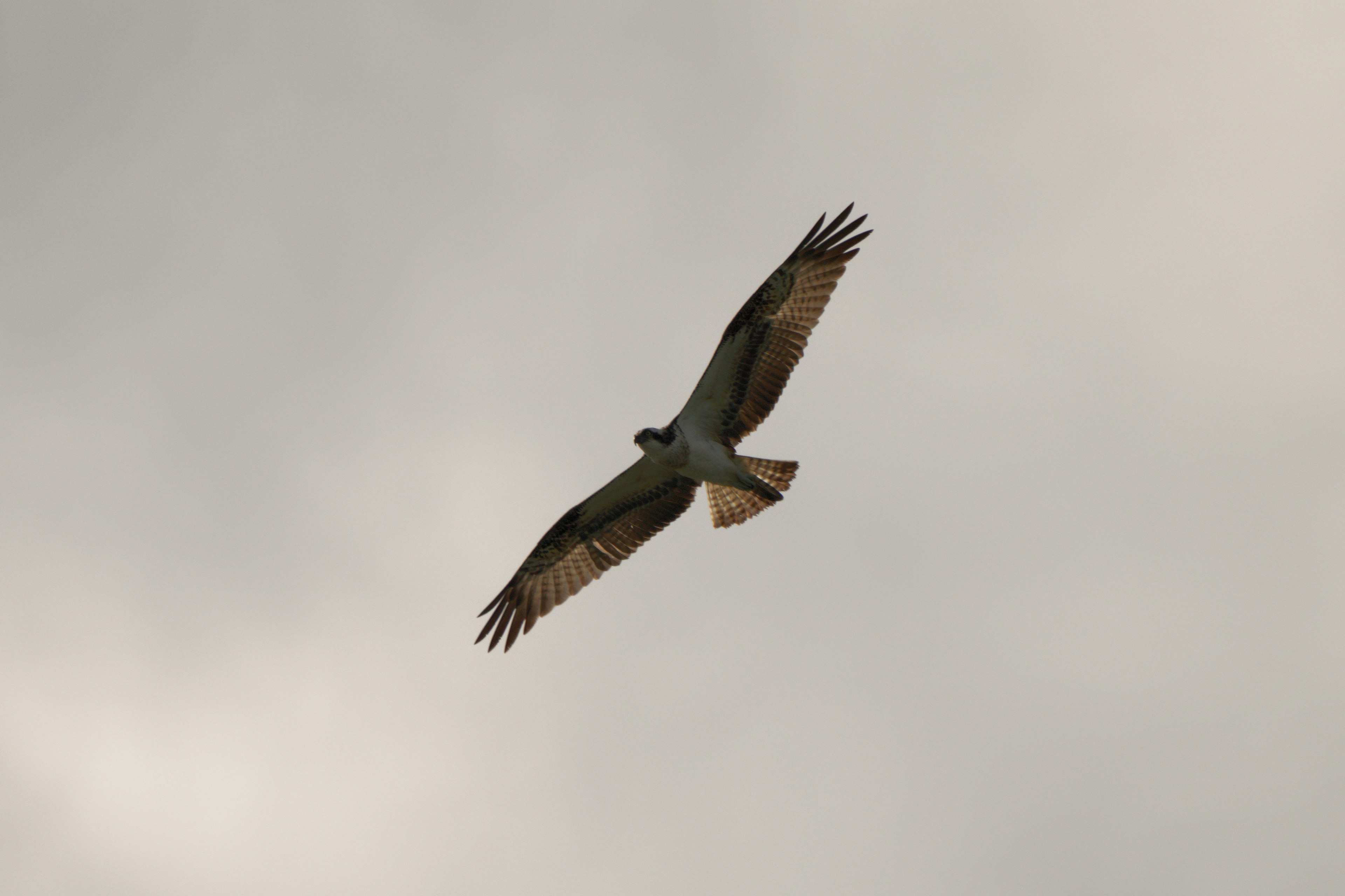 Un falco che vola nel cielo con le ali spiegate