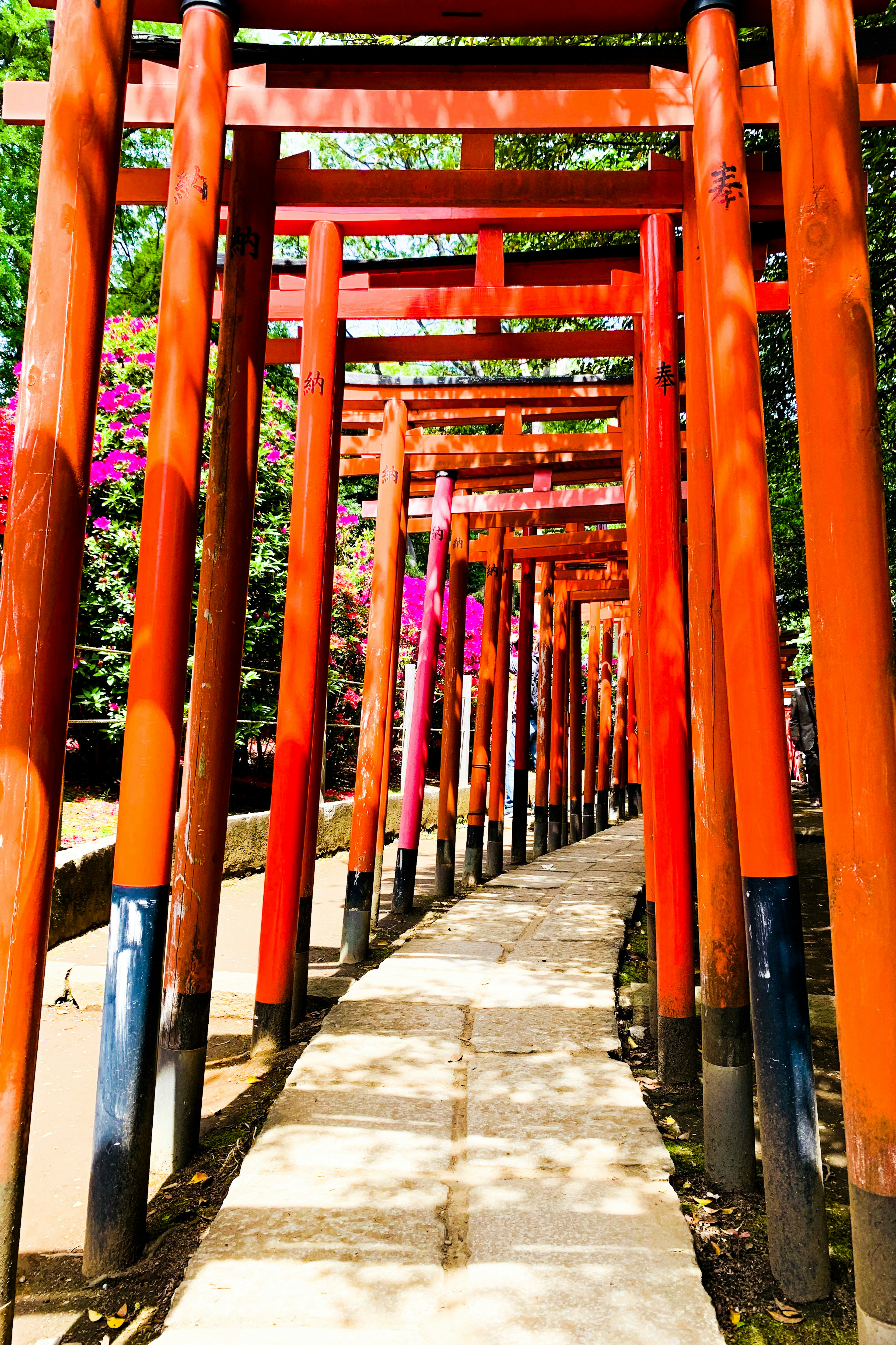 Đường đi có cổng torii đỏ và cây xanh