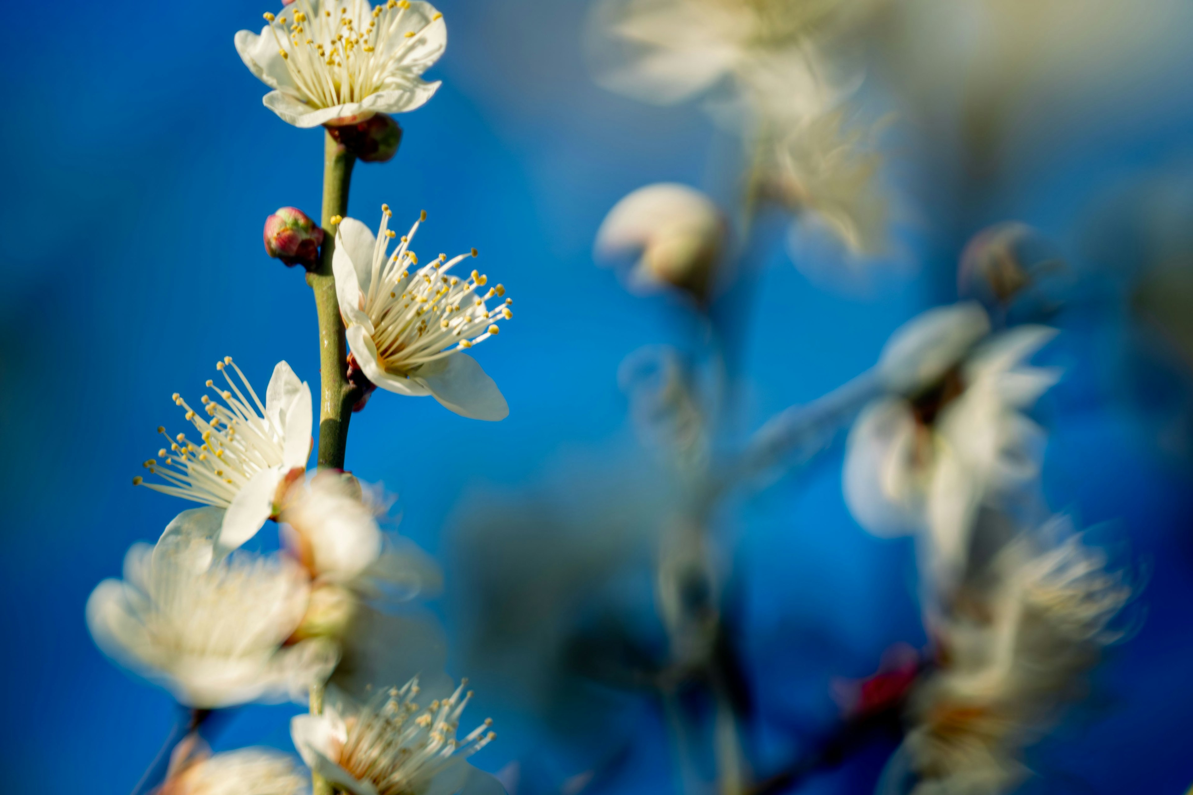 Primo piano di fiori bianchi che sbocciano su uno sfondo blu