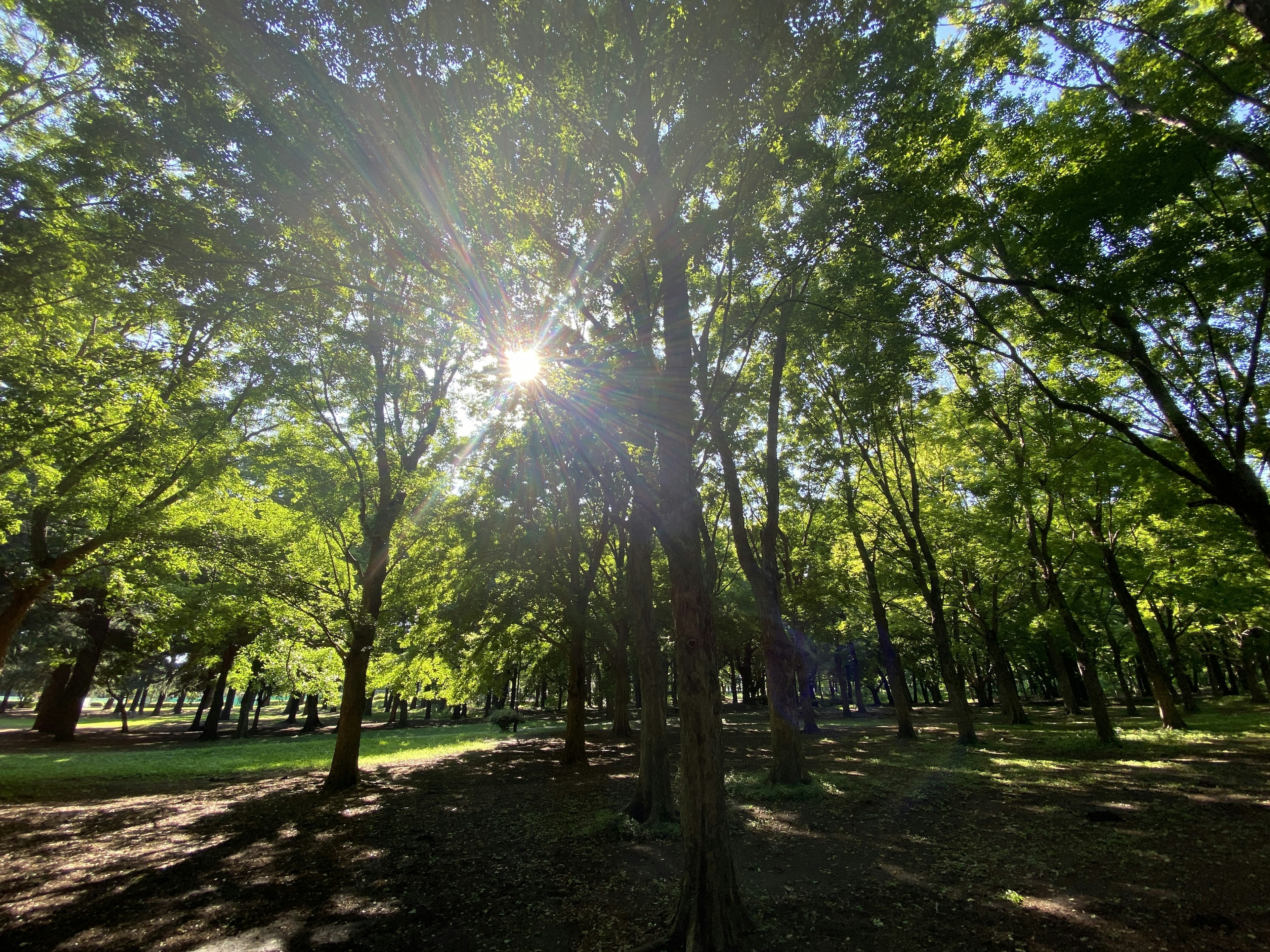 Helle Parkszenen umgeben von üppigen grünen Bäumen