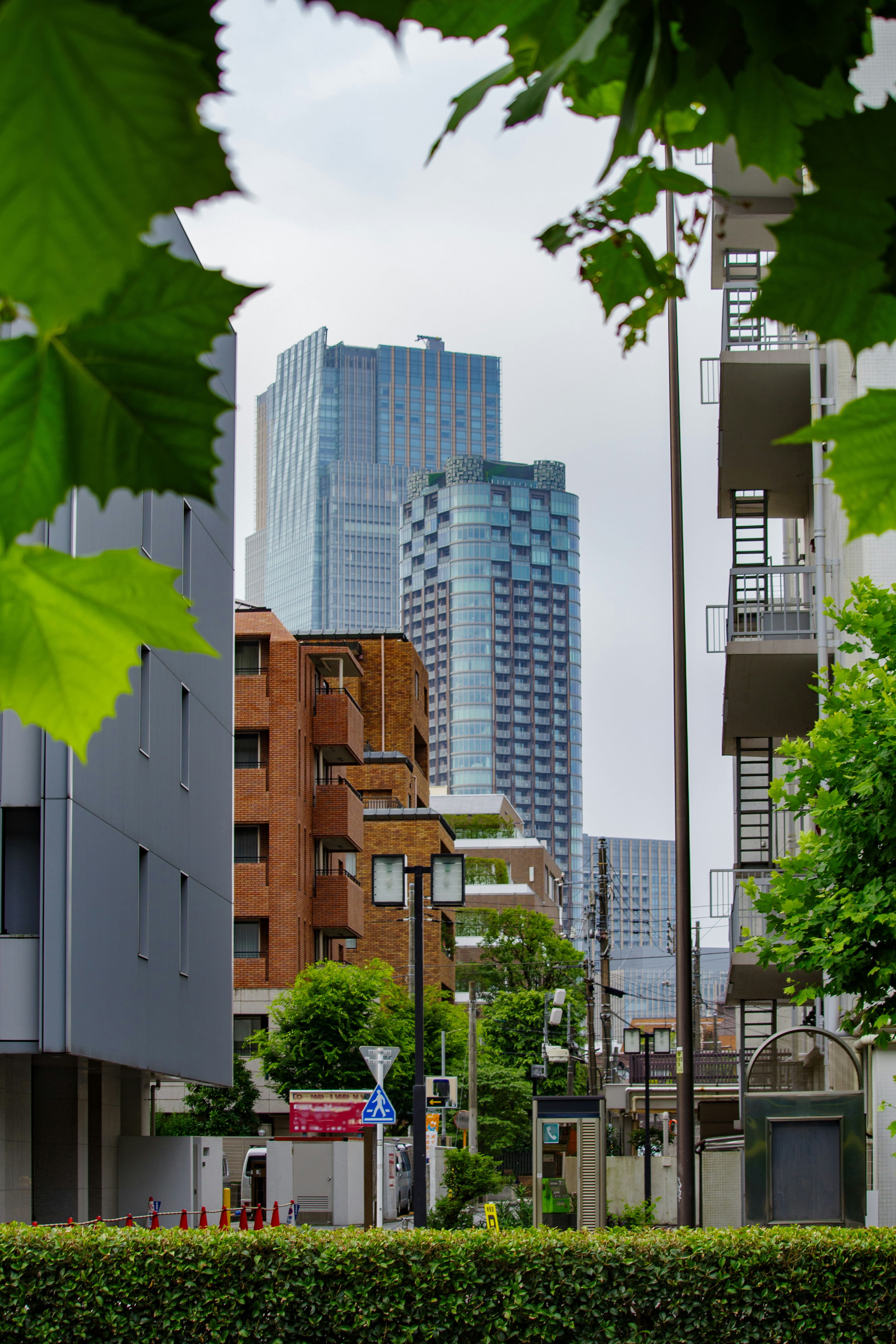 Paisaje urbano con rascacielos y vegetación en primer plano