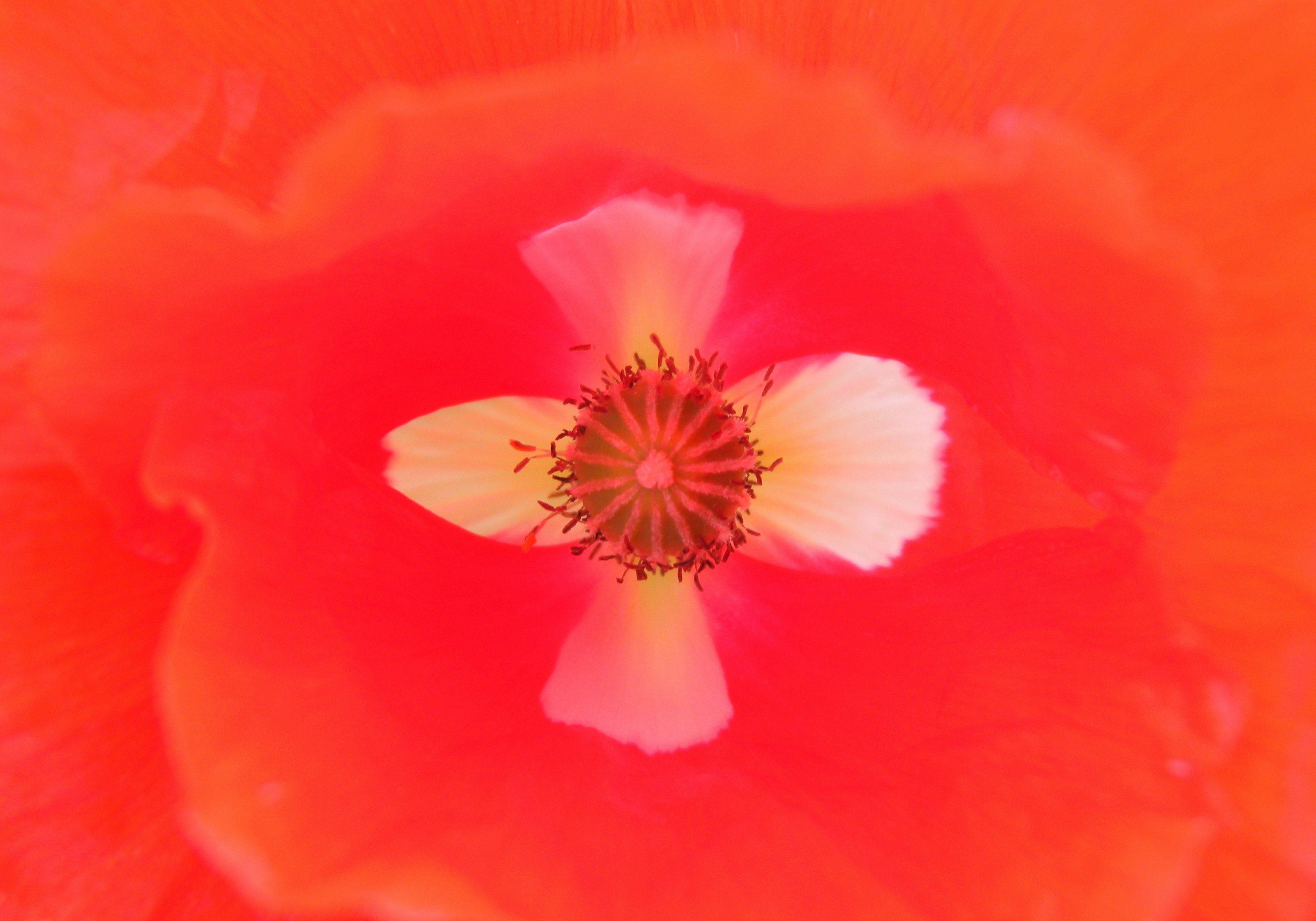 Close-up of a vibrant orange poppy flower with a white center