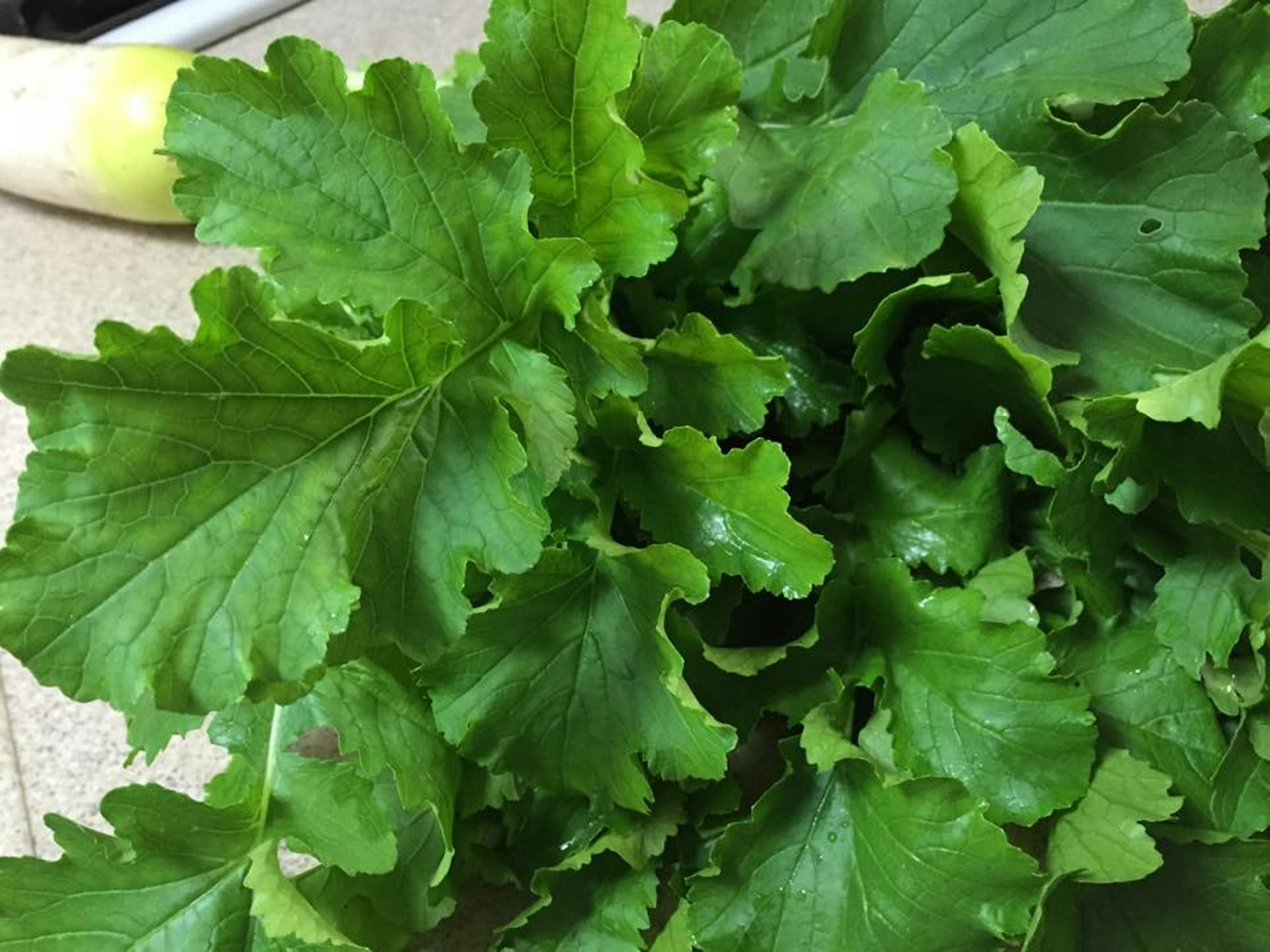 Close-up of fresh green leafy vegetable with wavy texture and glossy surface