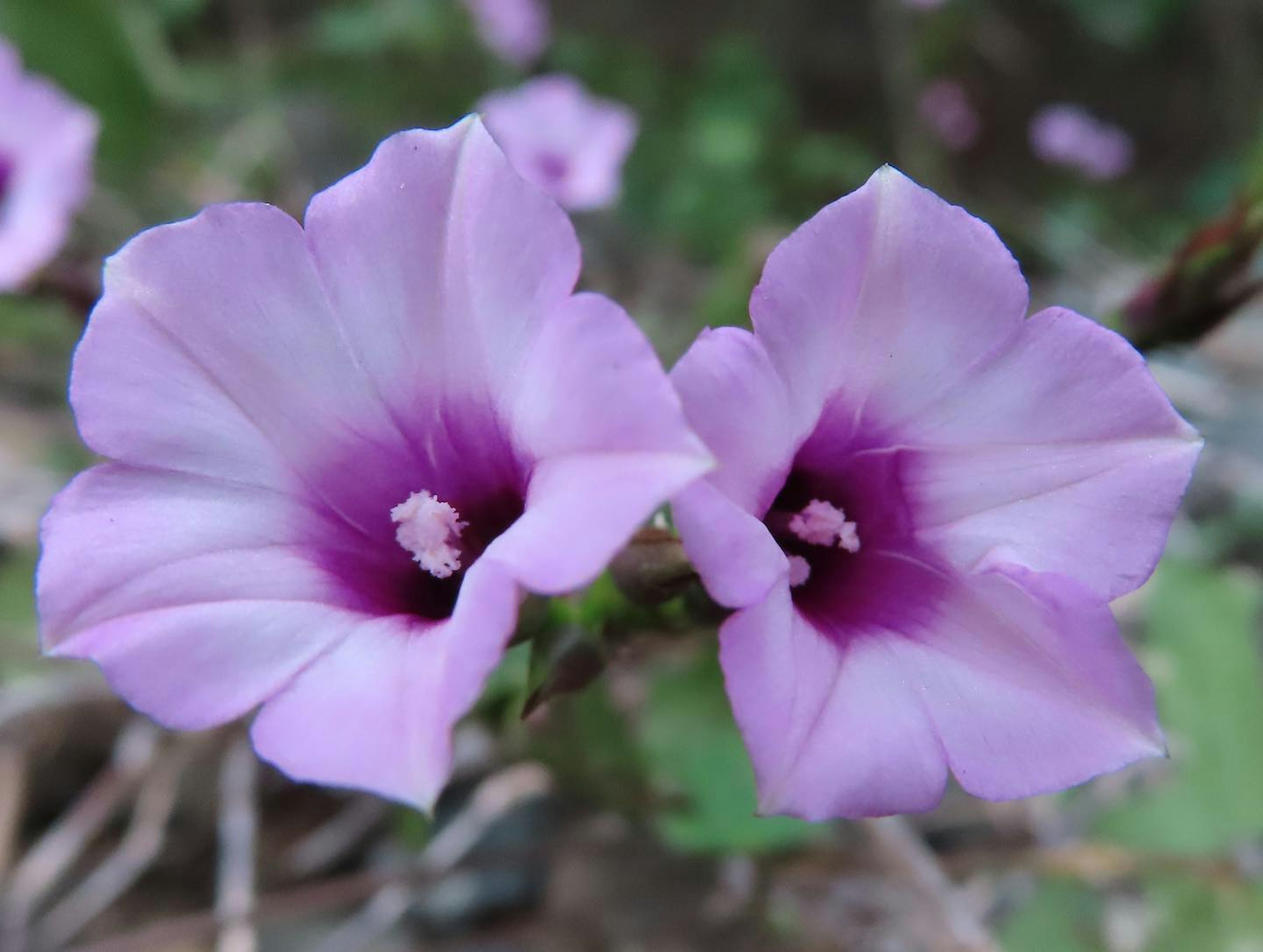 Zwei helllila Blumen, die zusammen blühen