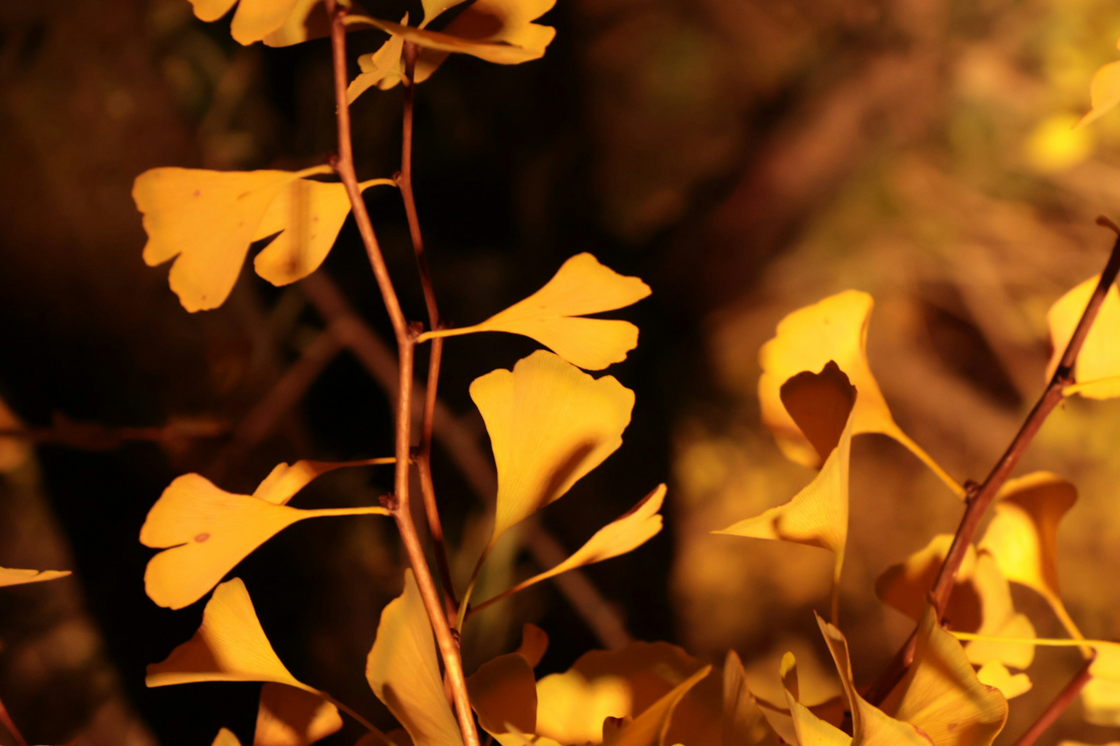 Nahaufnahme von leuchtend gelben Ginkgo-Blättern vor unscharfem Hintergrund