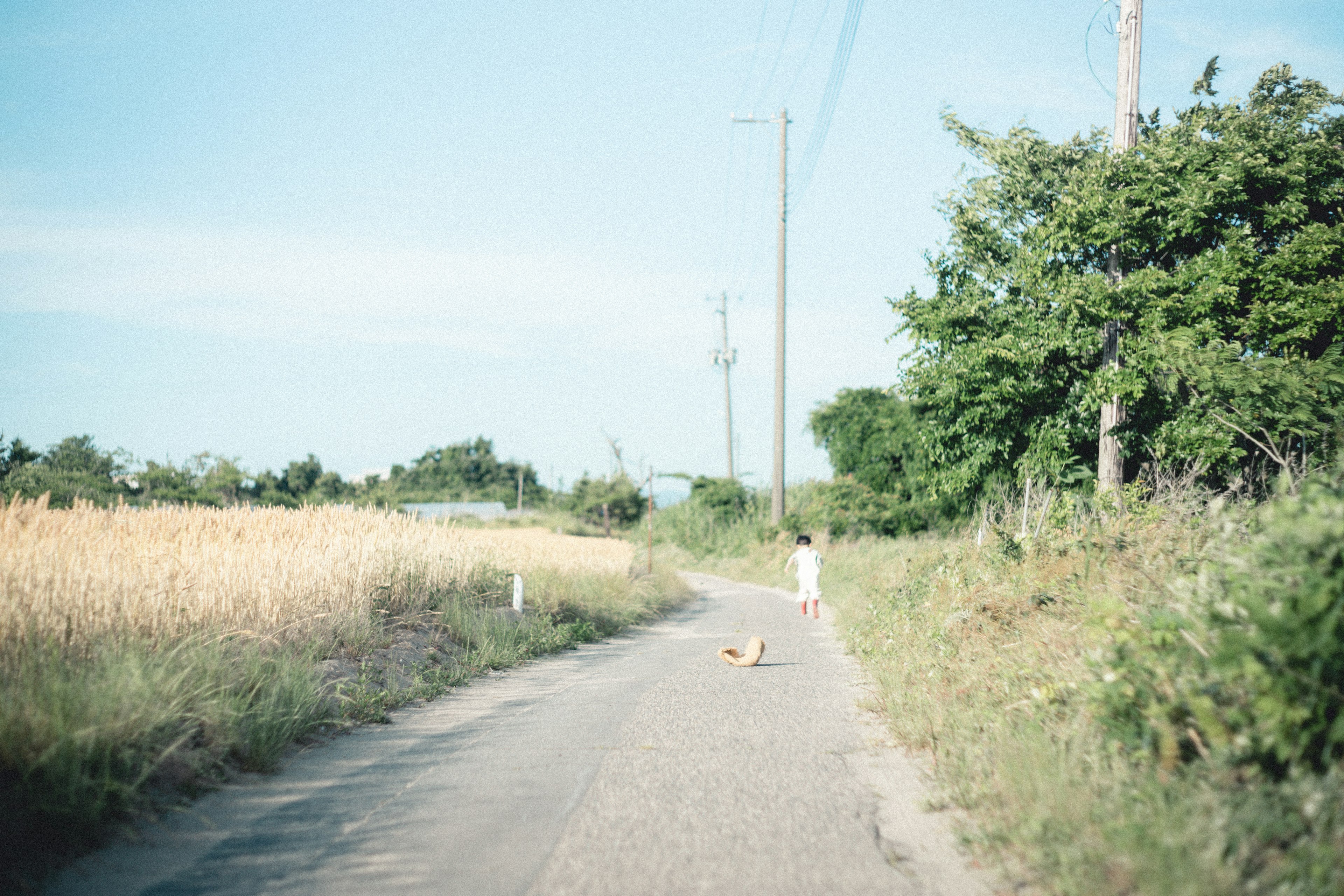 Rural road under blue sky with surrounding green vegetation