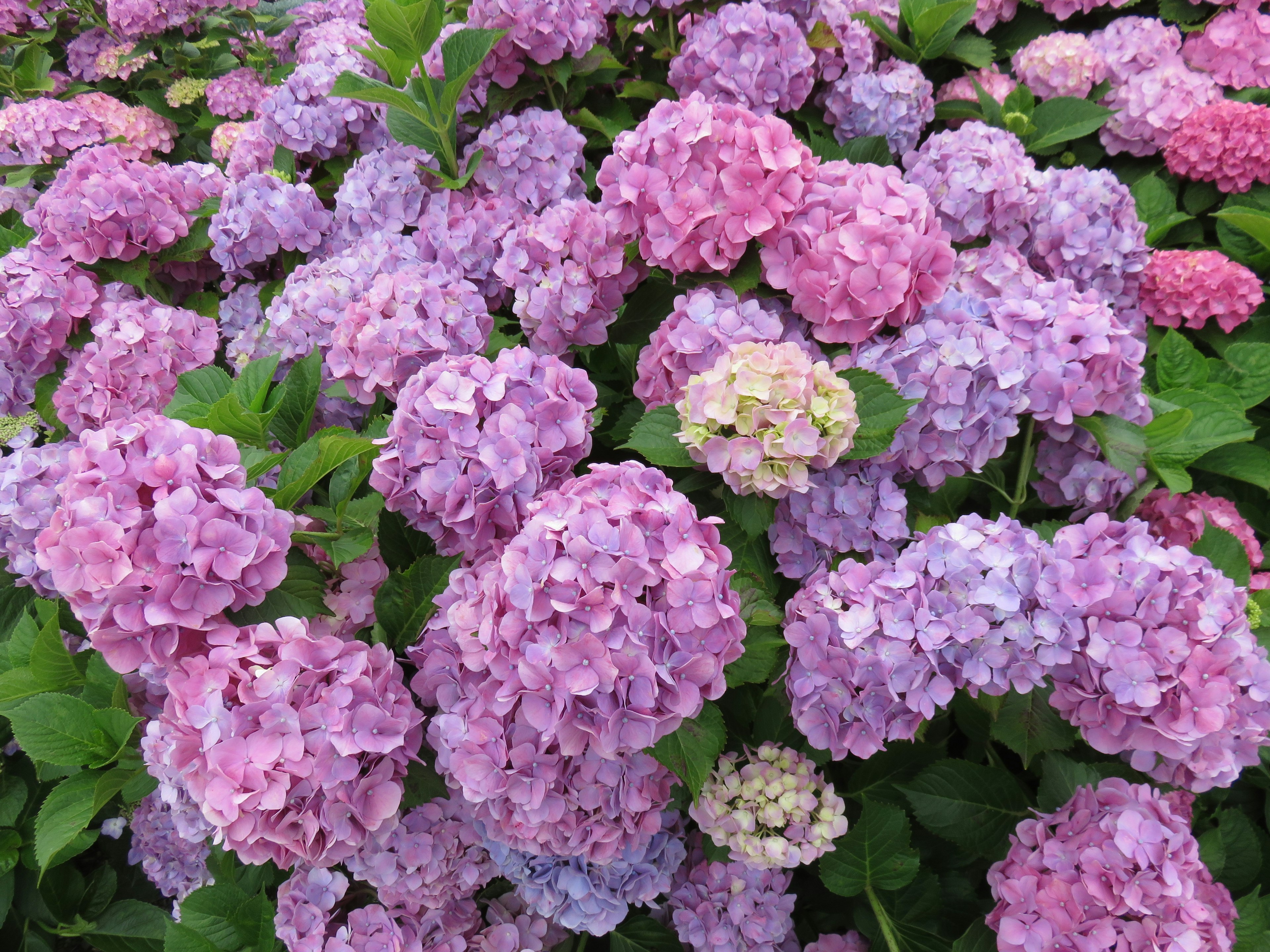 Lebendige Cluster von rosa und lila Hortensienblüten in voller Blüte