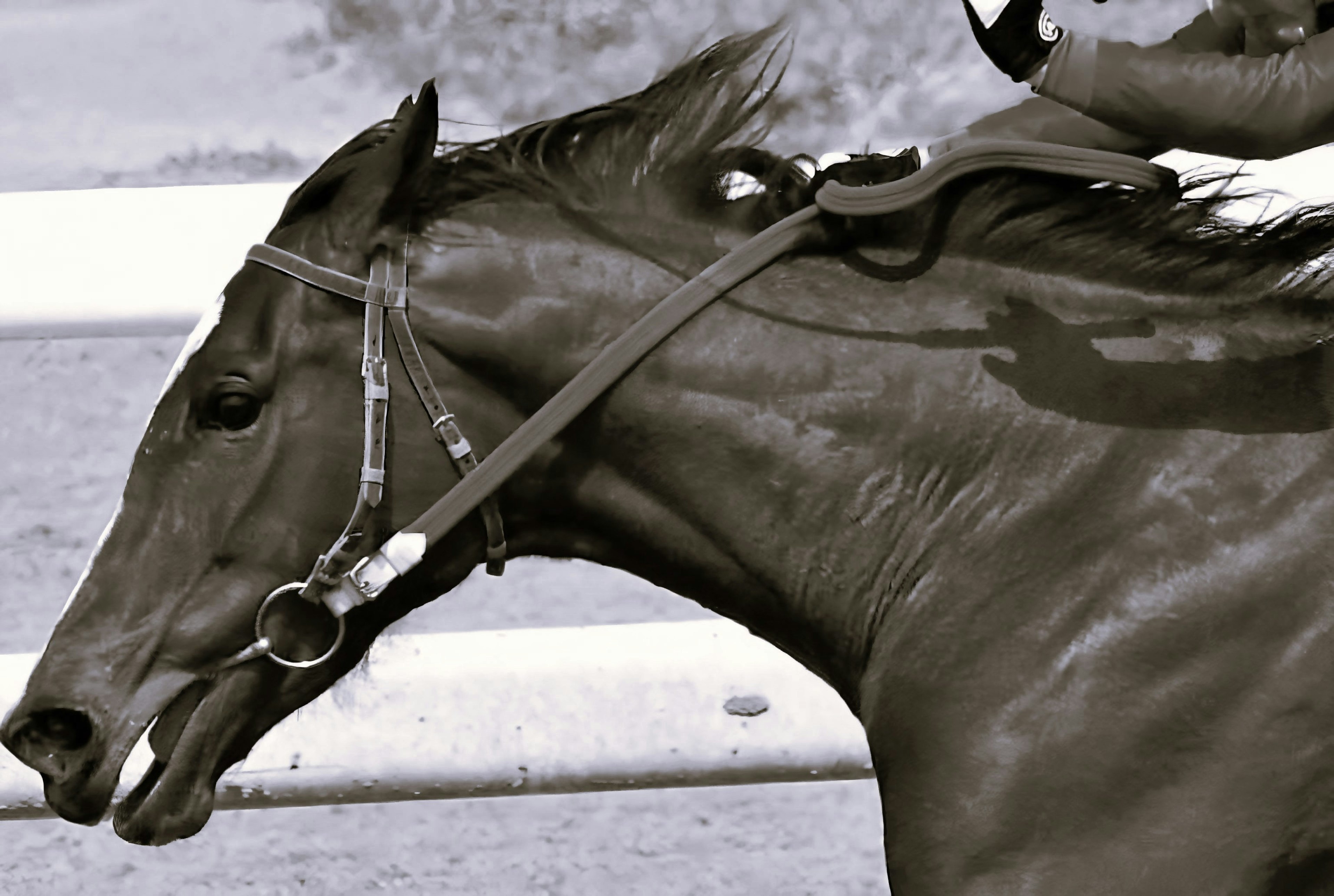 Close-up of a black horse's head with a jockey's hand on the reins during a race