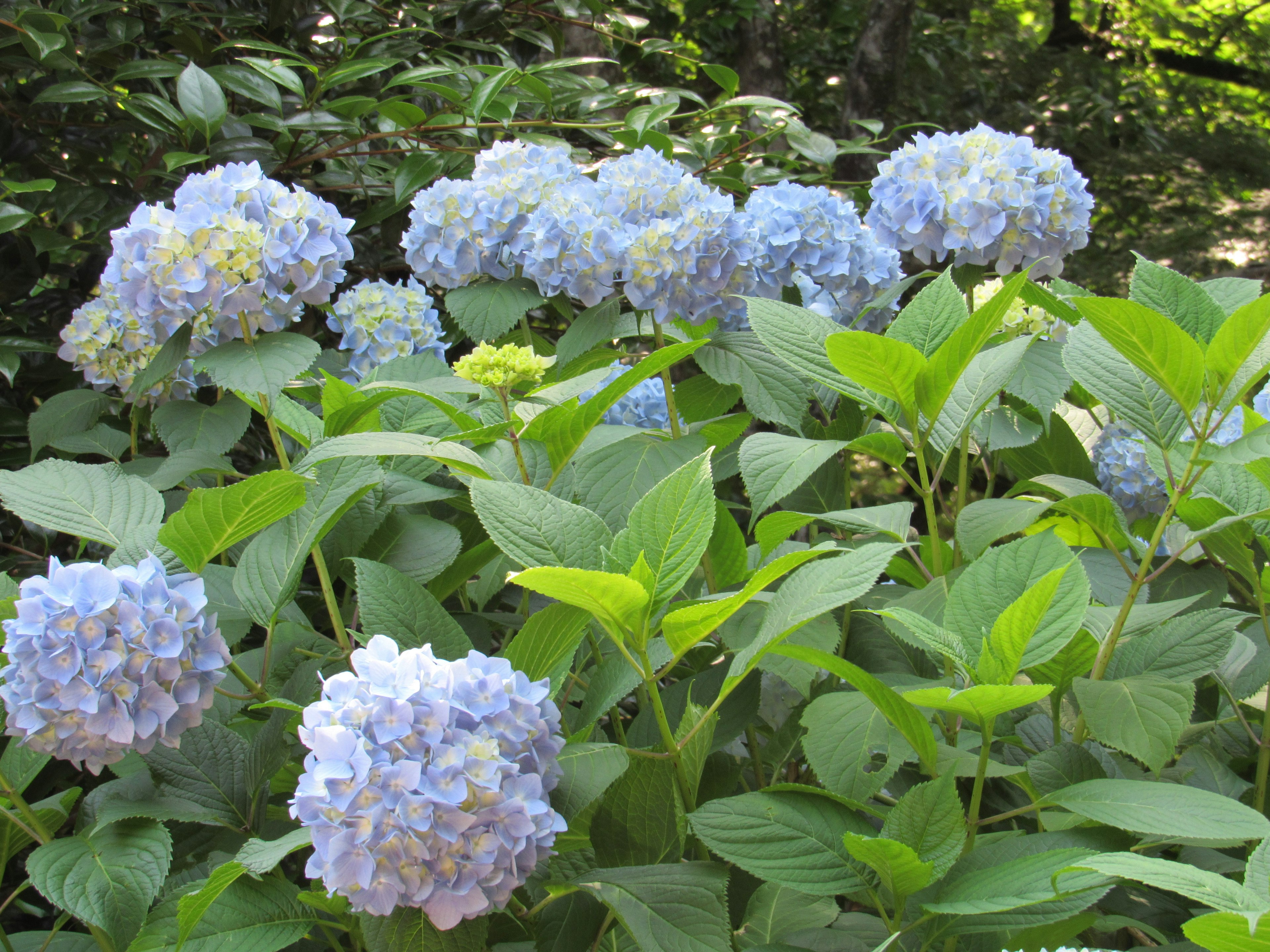 Gruppo di fiori di ortensia blu circondati da foglie verdi