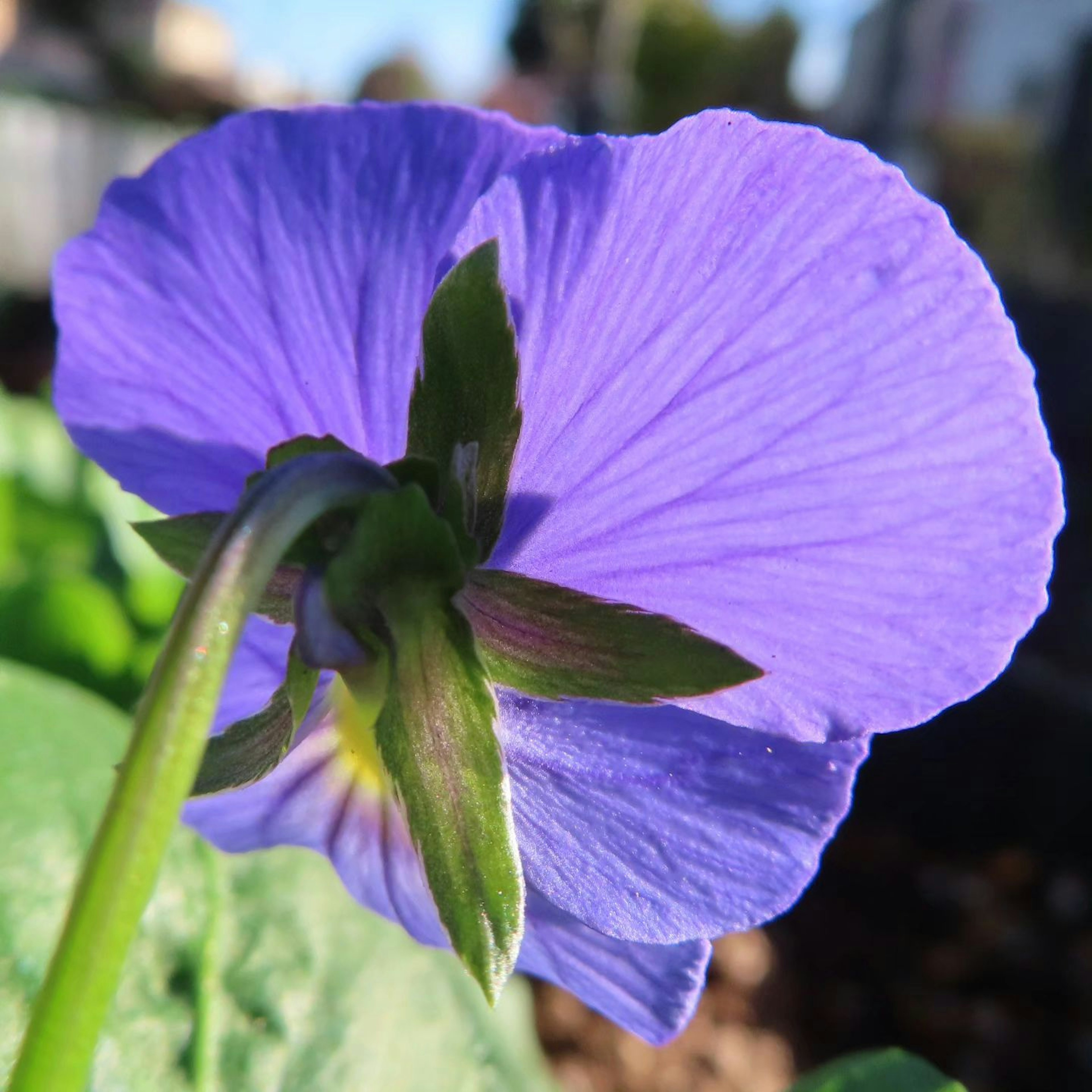 Rückansicht einer lila Blume mit zarten Blütenblättern