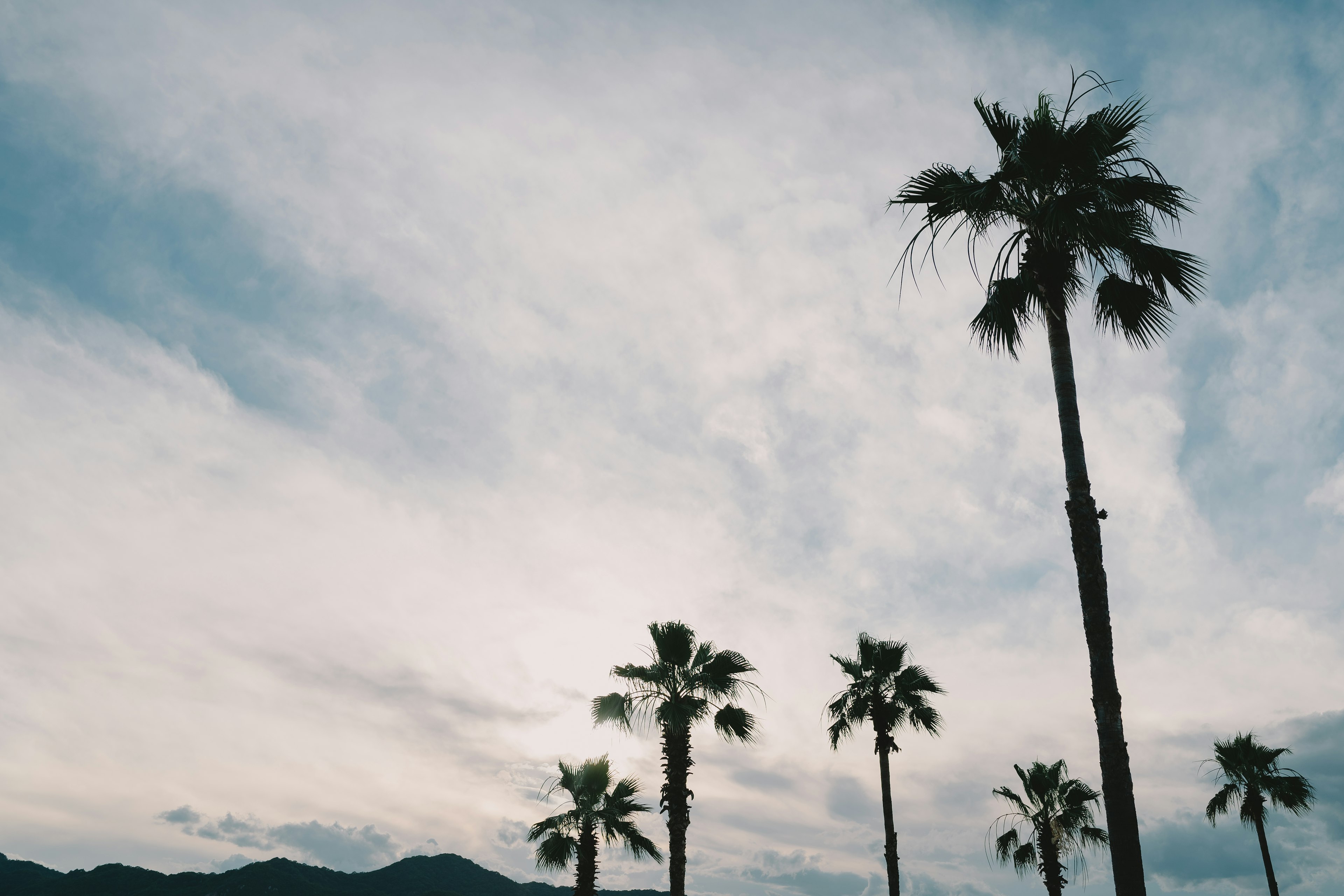 Eine Landschaft mit hohen Palmen unter einem blauen Himmel