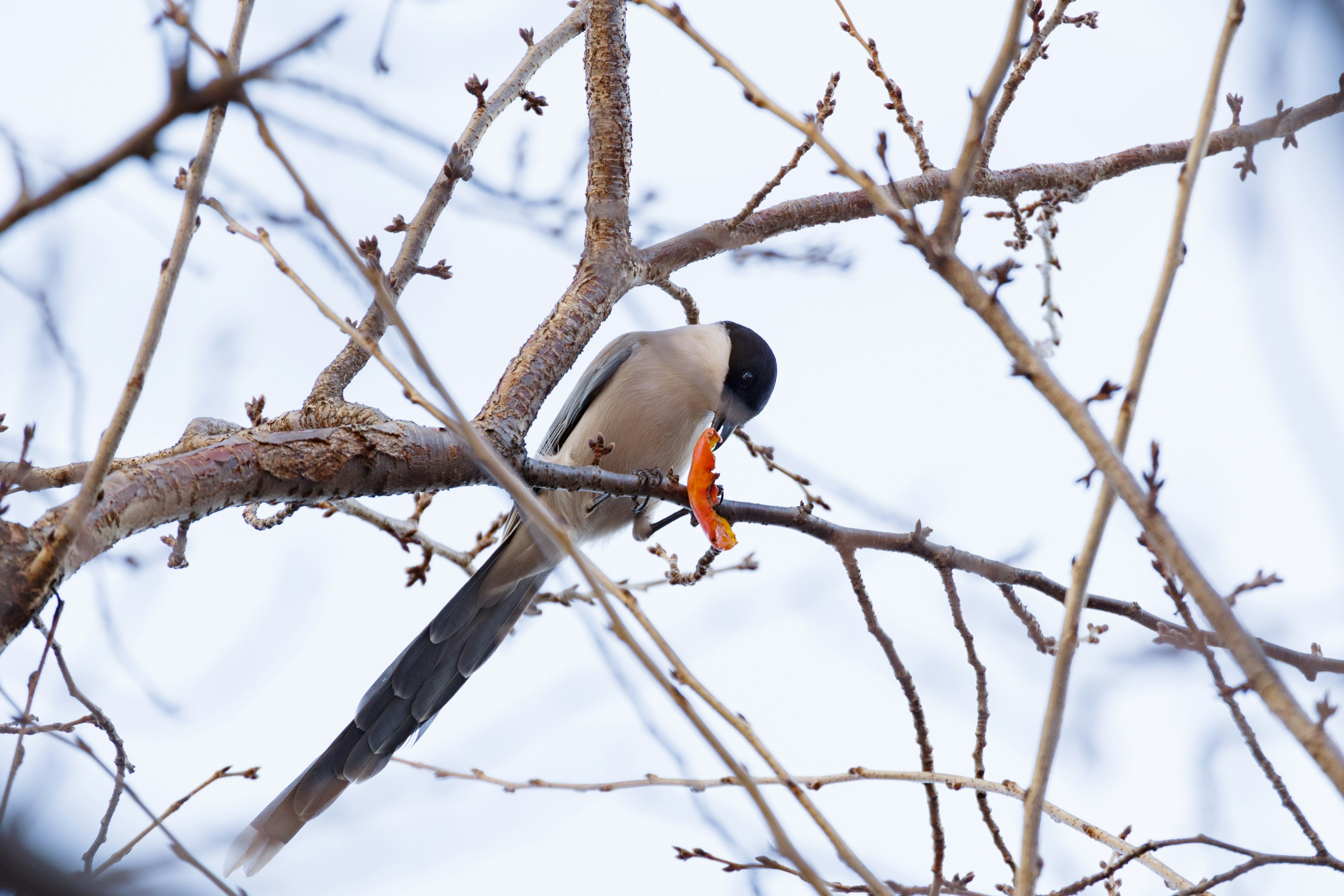 Ein Vogel sitzt auf einem Ast und pickt ein Stück orangefarbenes Futter