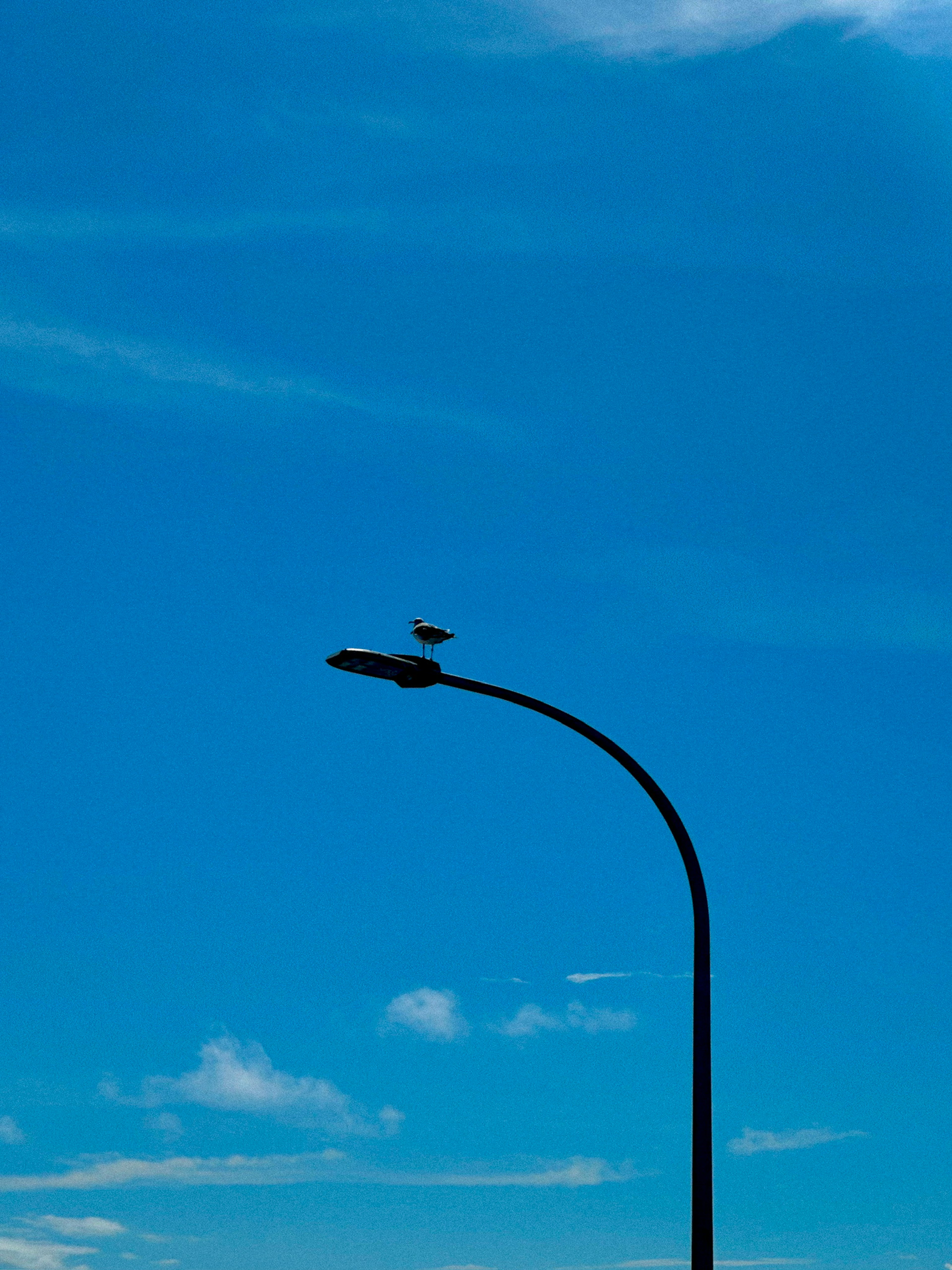 Silhouette of a streetlight against a blue sky