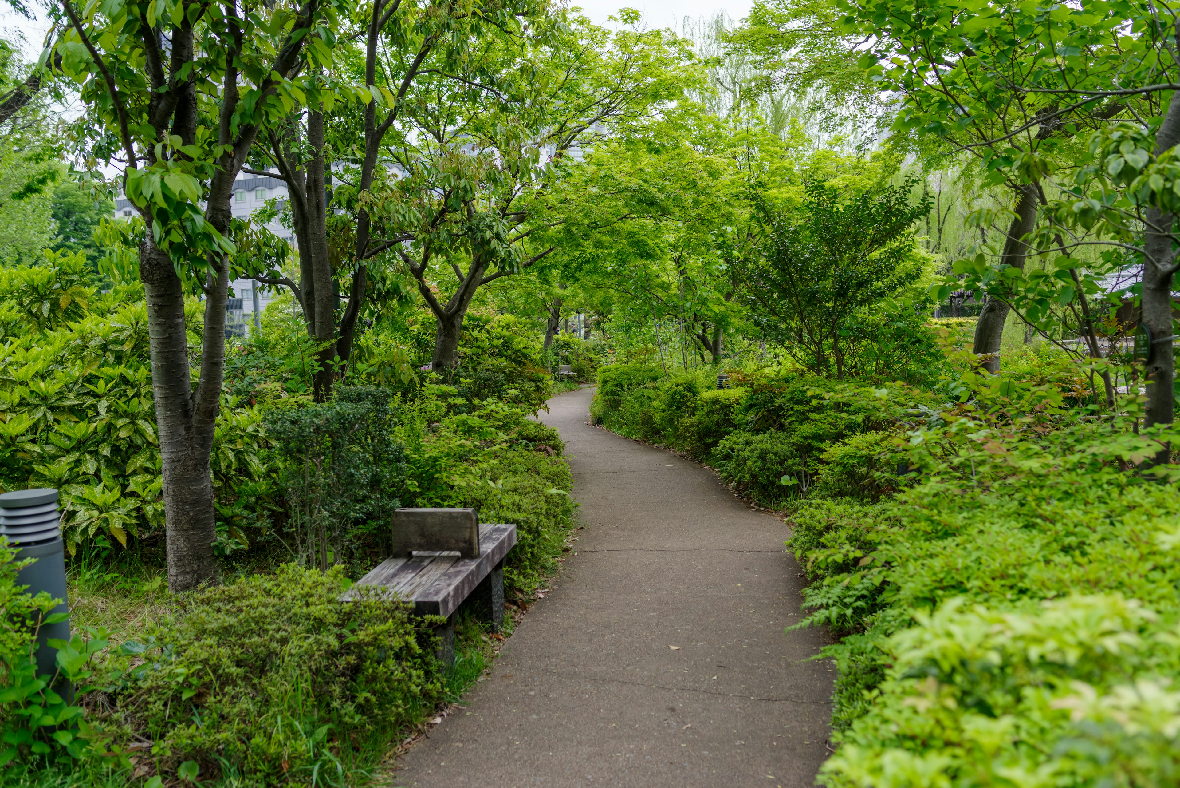 Lush green park pathway with a bench