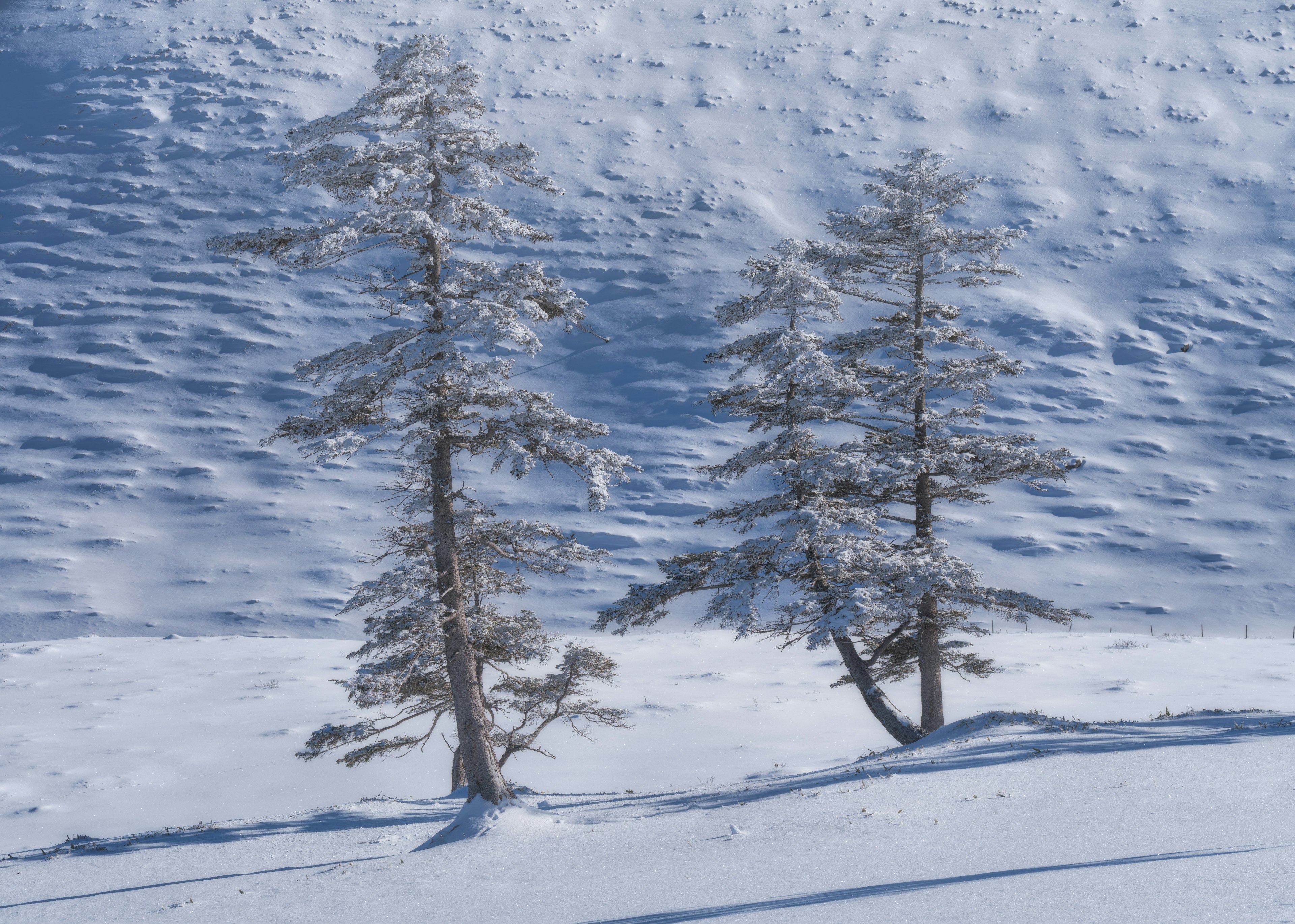 雪に覆われた二本の木と青い背景