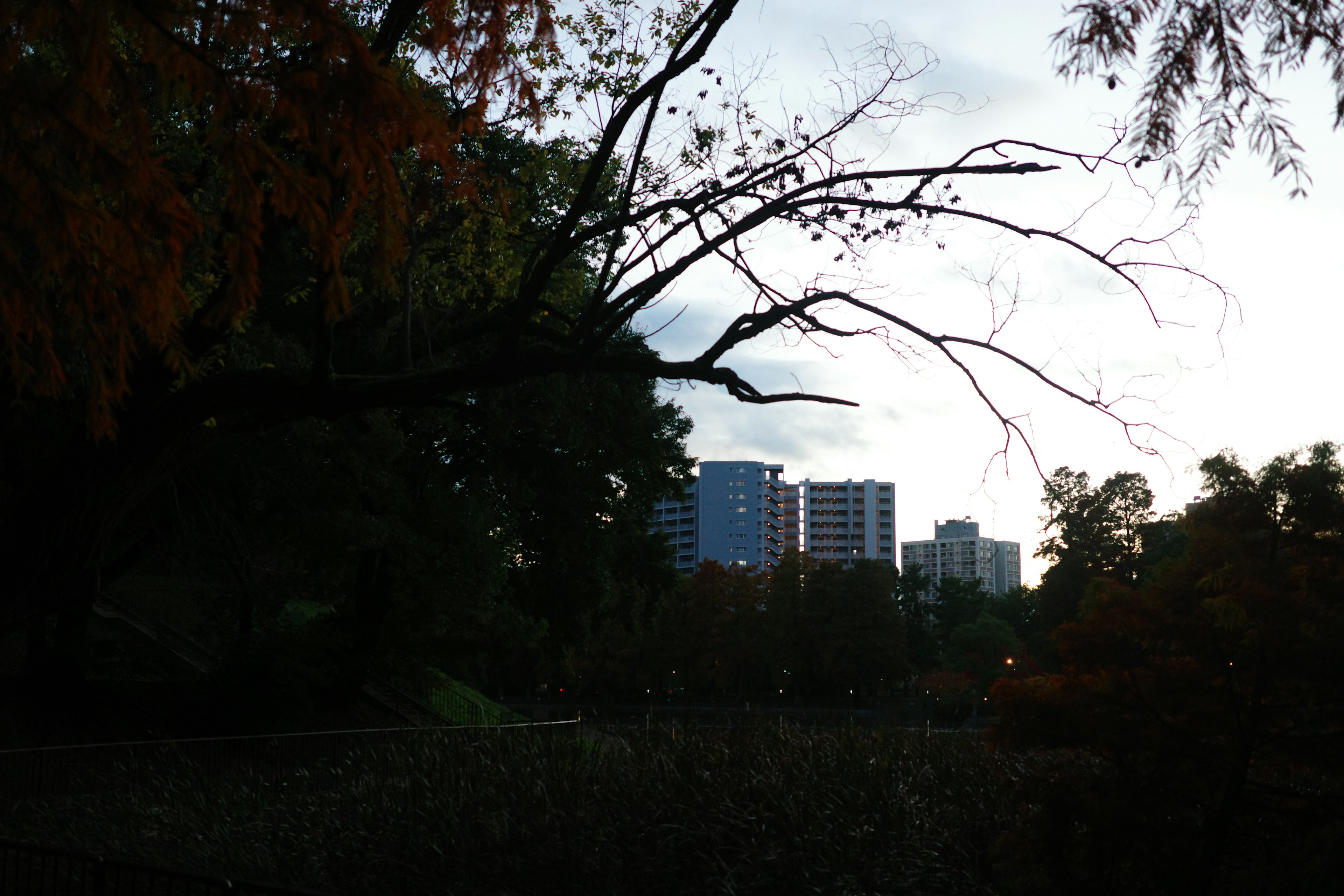 City skyline with high-rise buildings framed by autumn trees