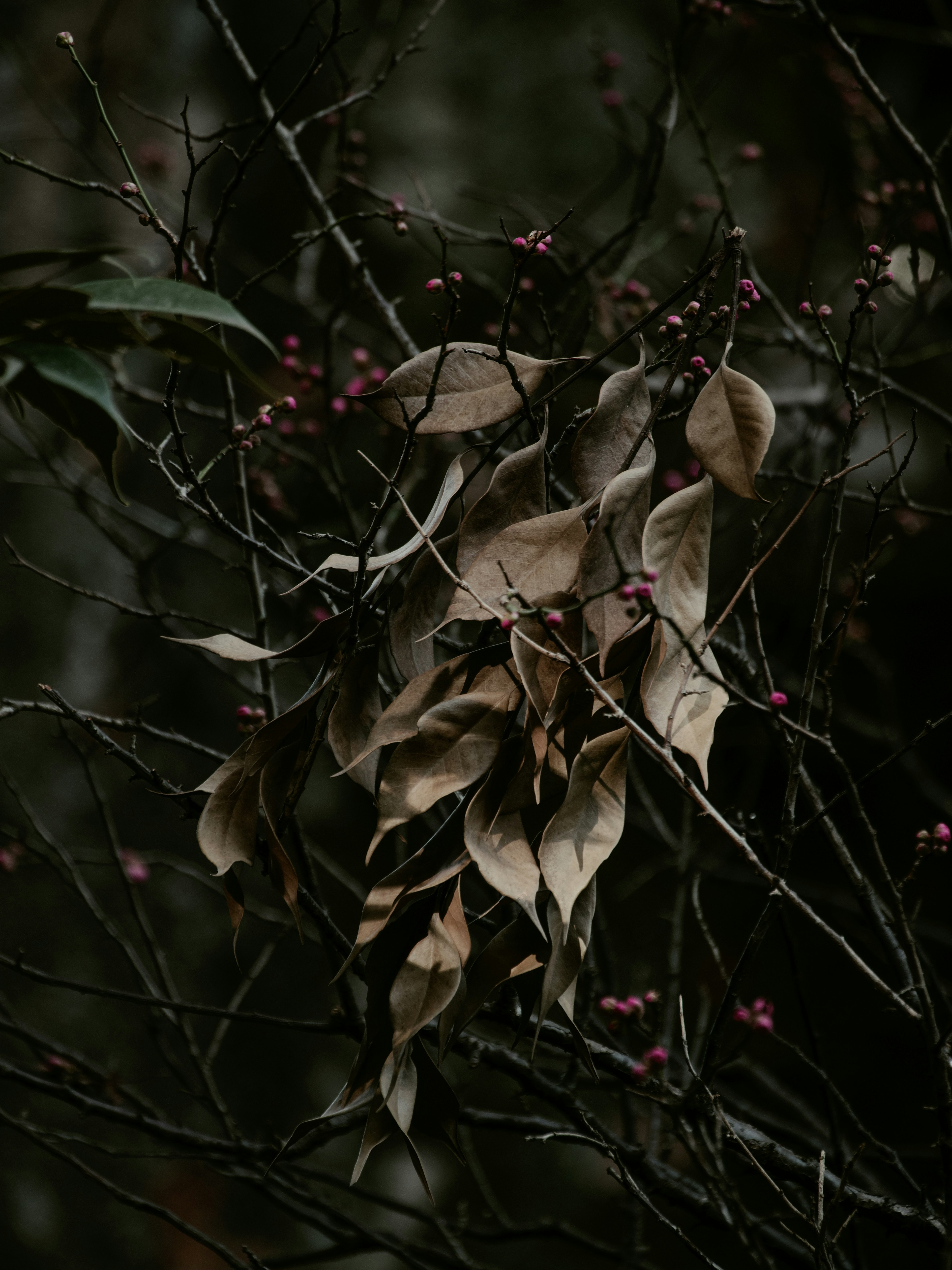 Dried leaves and red berries intertwined on branches against a dark background