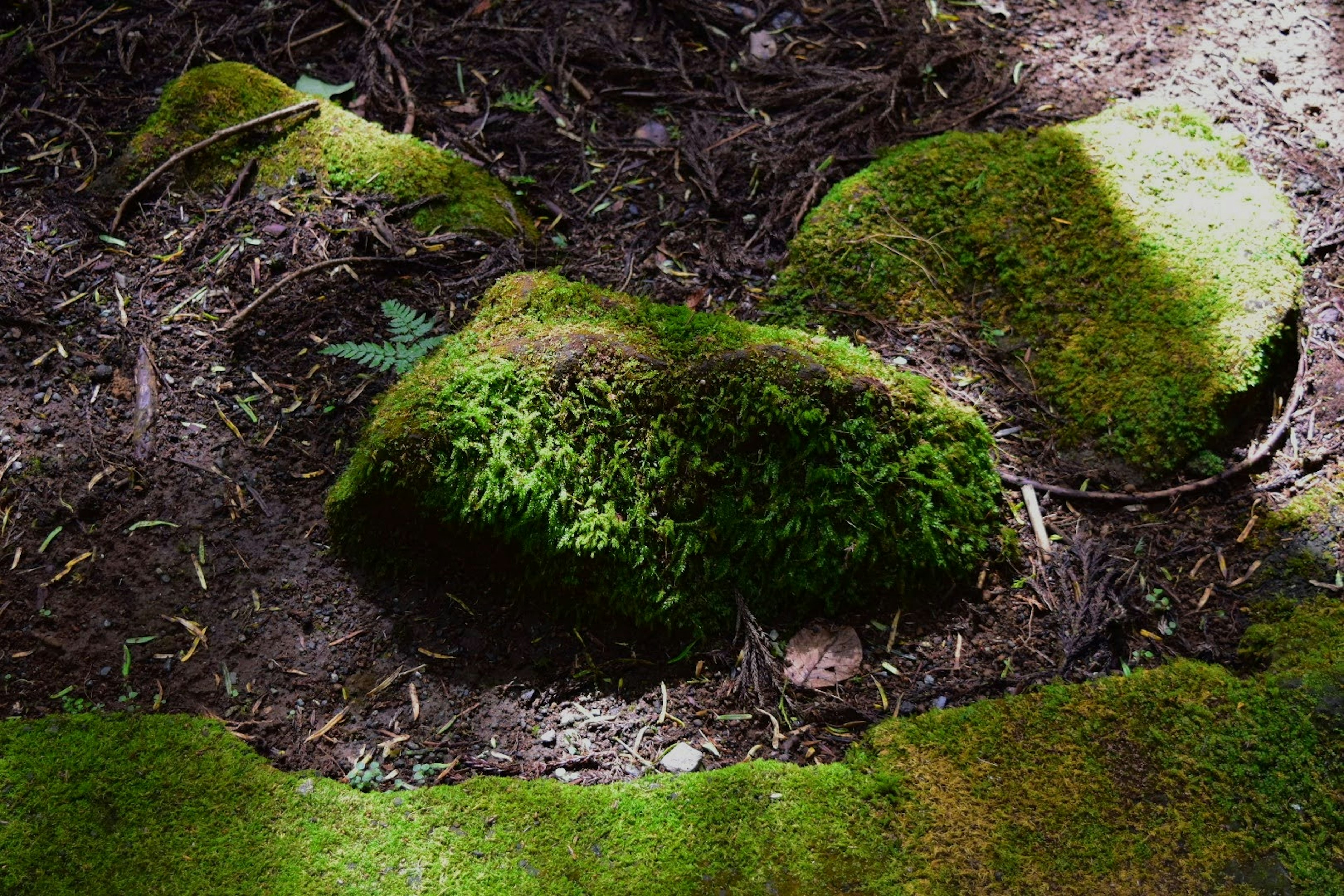 Natural landscape featuring moss-covered rocks and soil