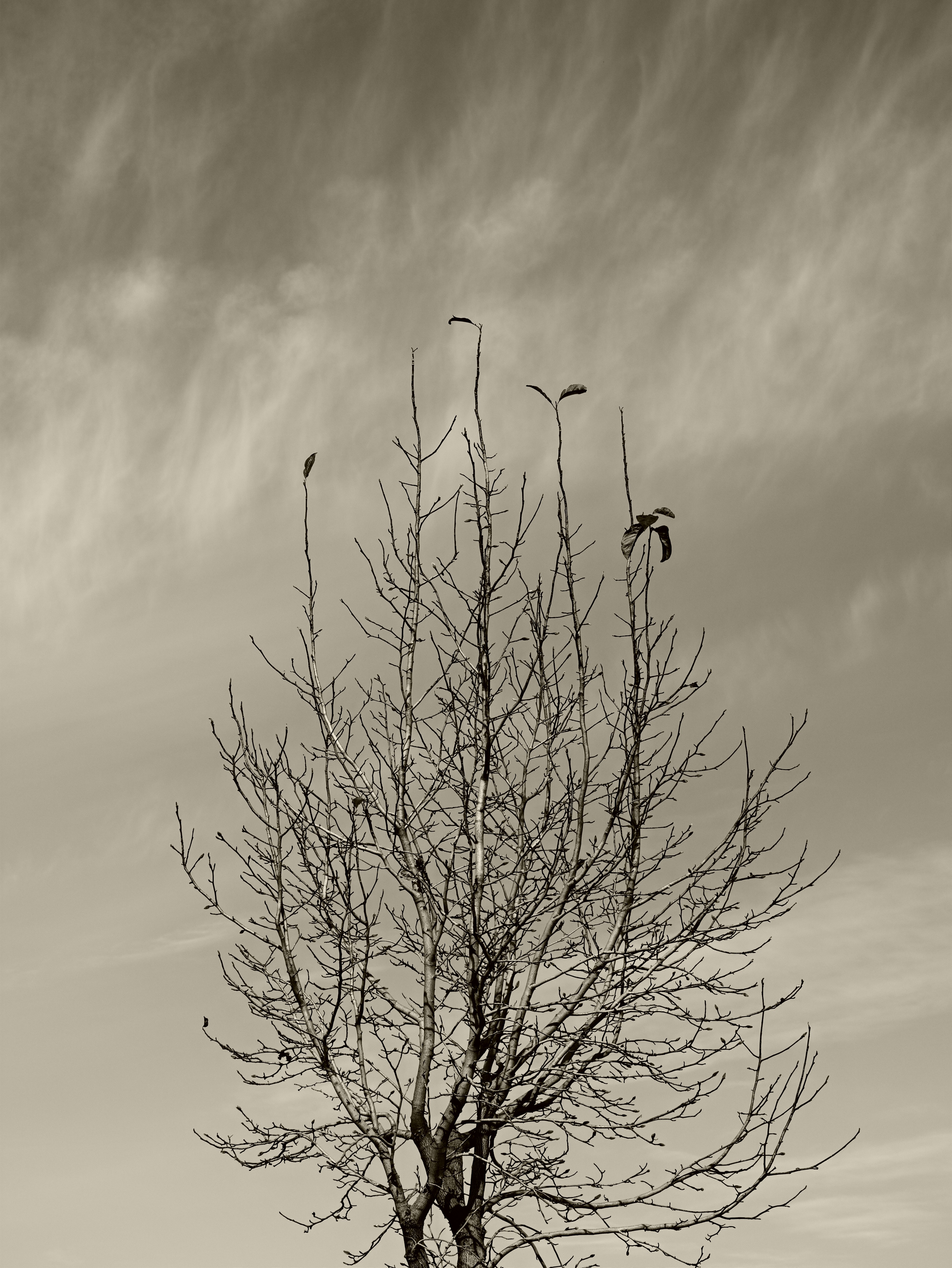 Schwarzweißfoto eines kahlen Baumes vor einem bewölkten Himmel