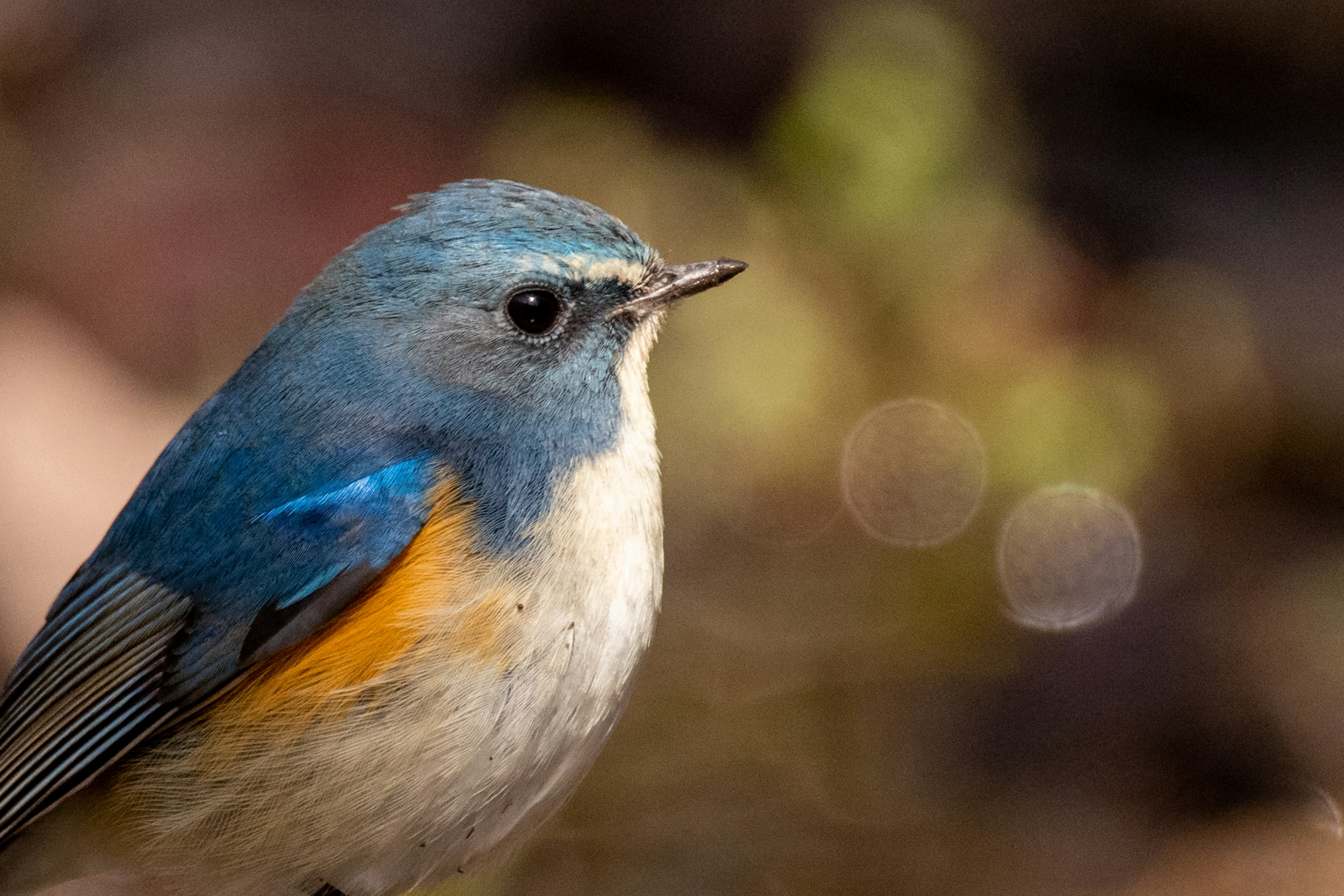 Kedekatan burung kecil dengan bulu biru dan dada oranye