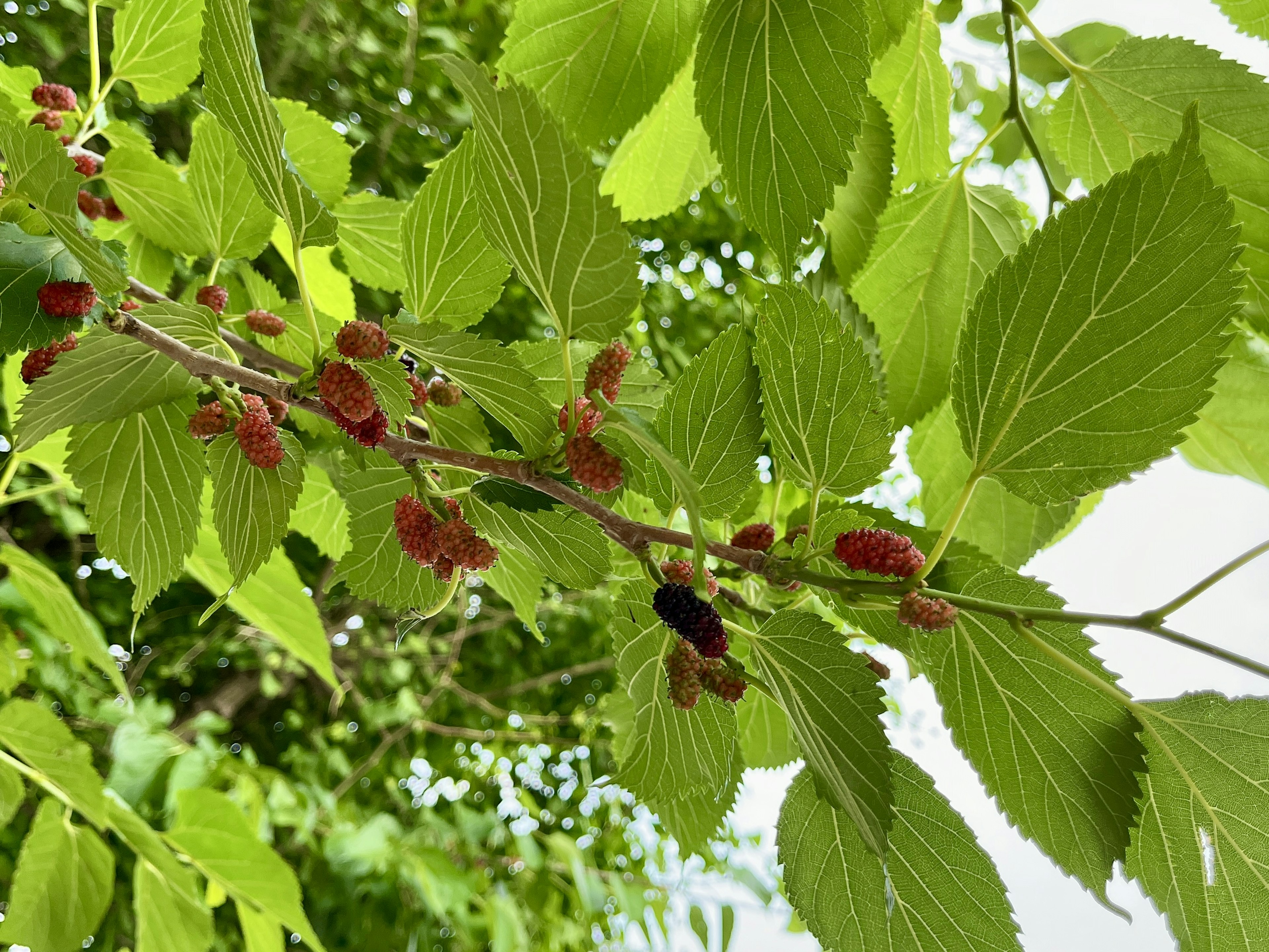 Close-up of a tree branch with green leaves and red fruits