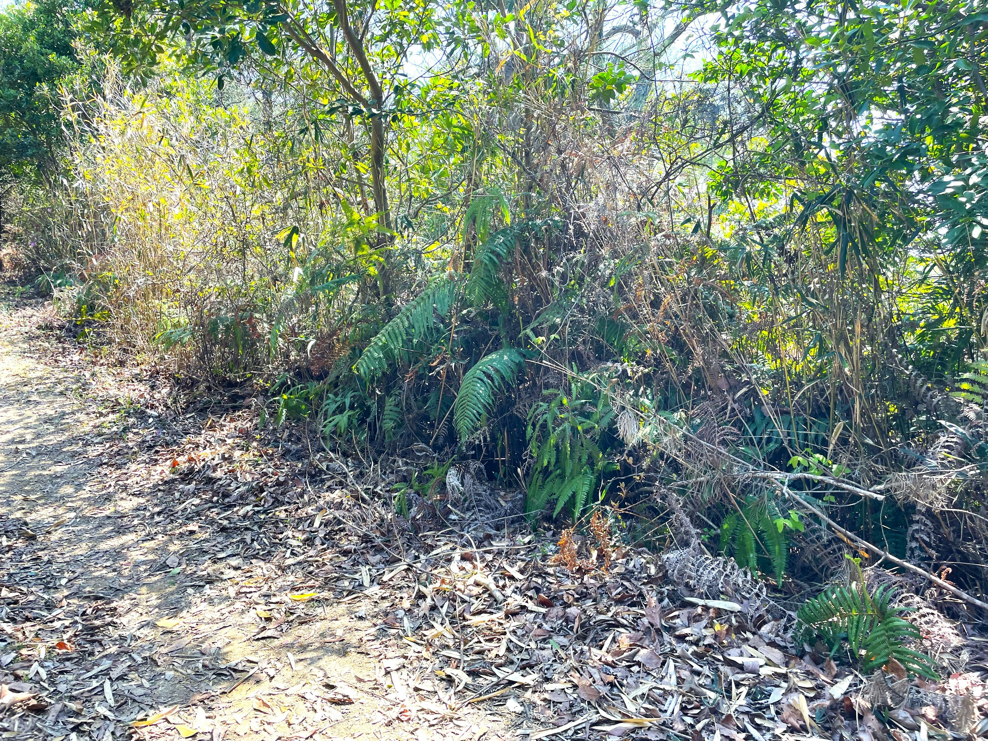 Sentiero attraverso una foresta con piante verdi e foglie secche