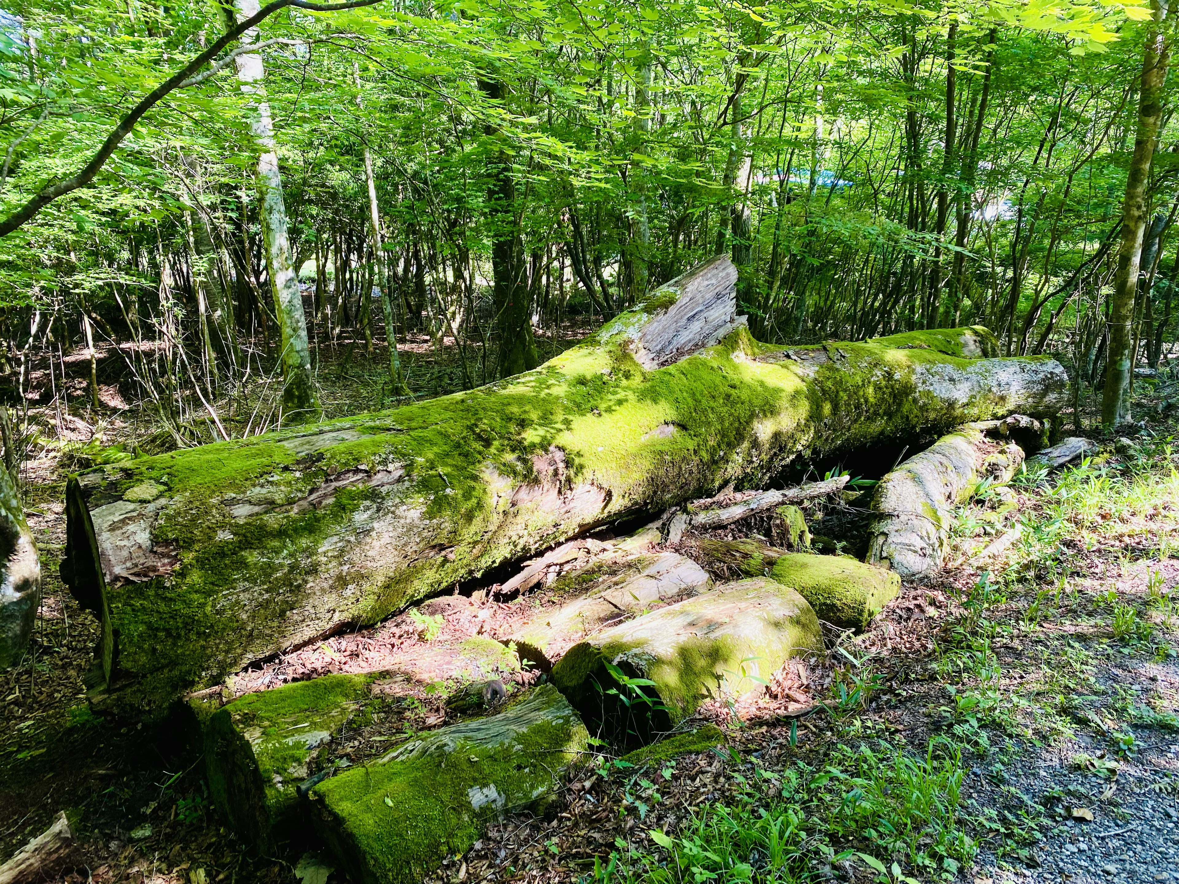 Tronco caído cubierto de musgo en un bosque verde