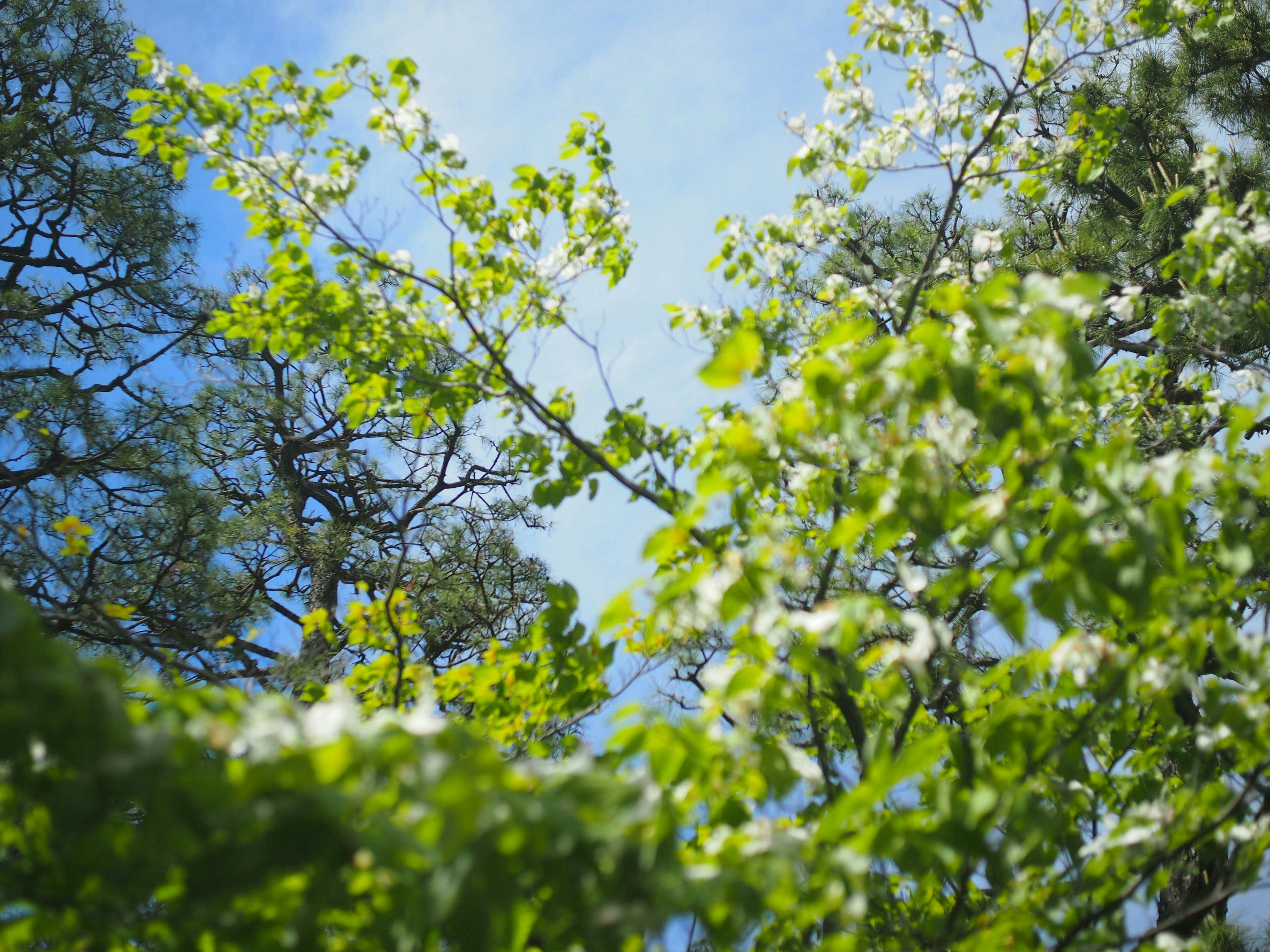 Vista de ramas de árboles con hojas verdes contra un cielo azul