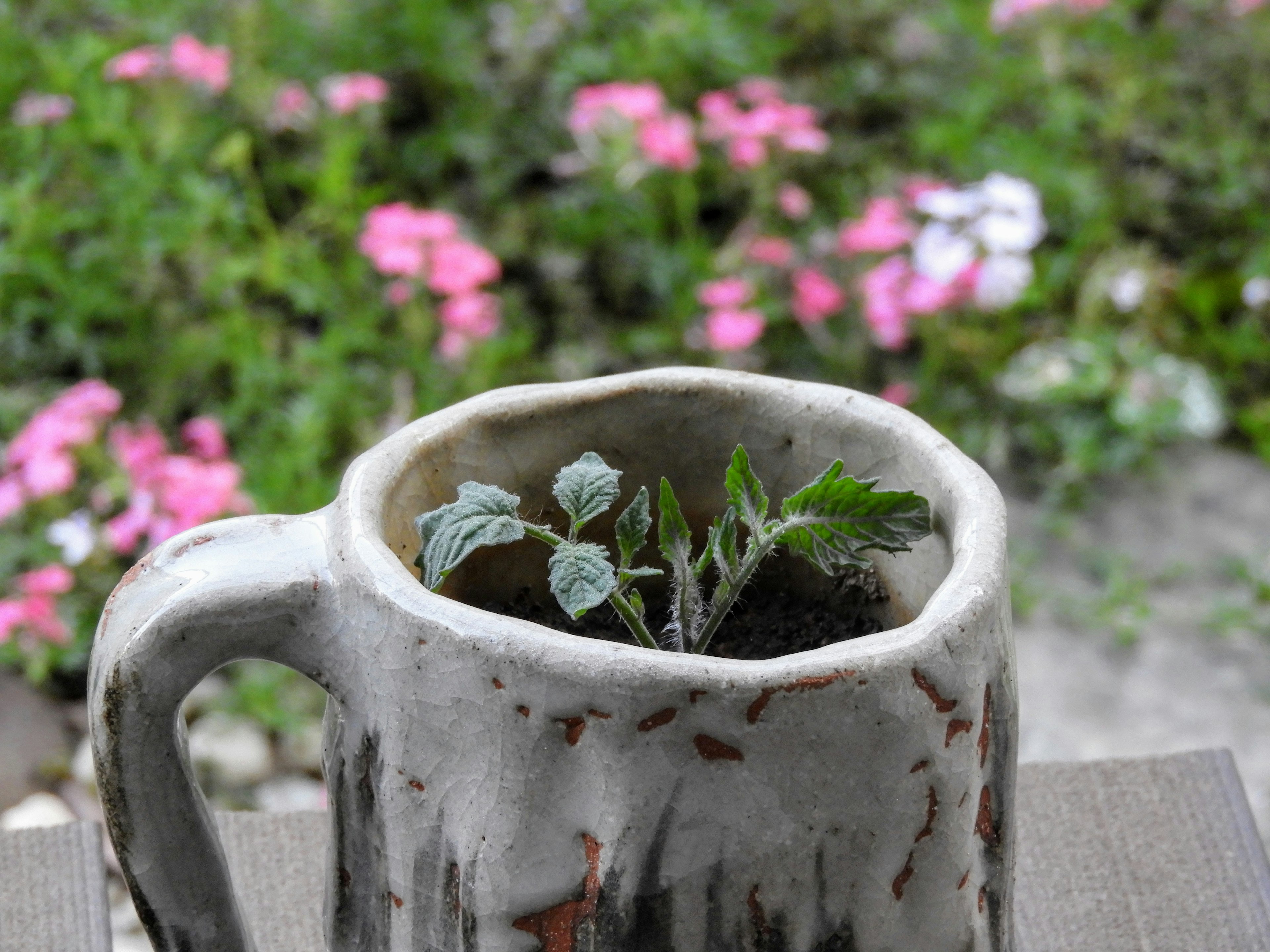 A small plant growing in a ceramic mug with a handle