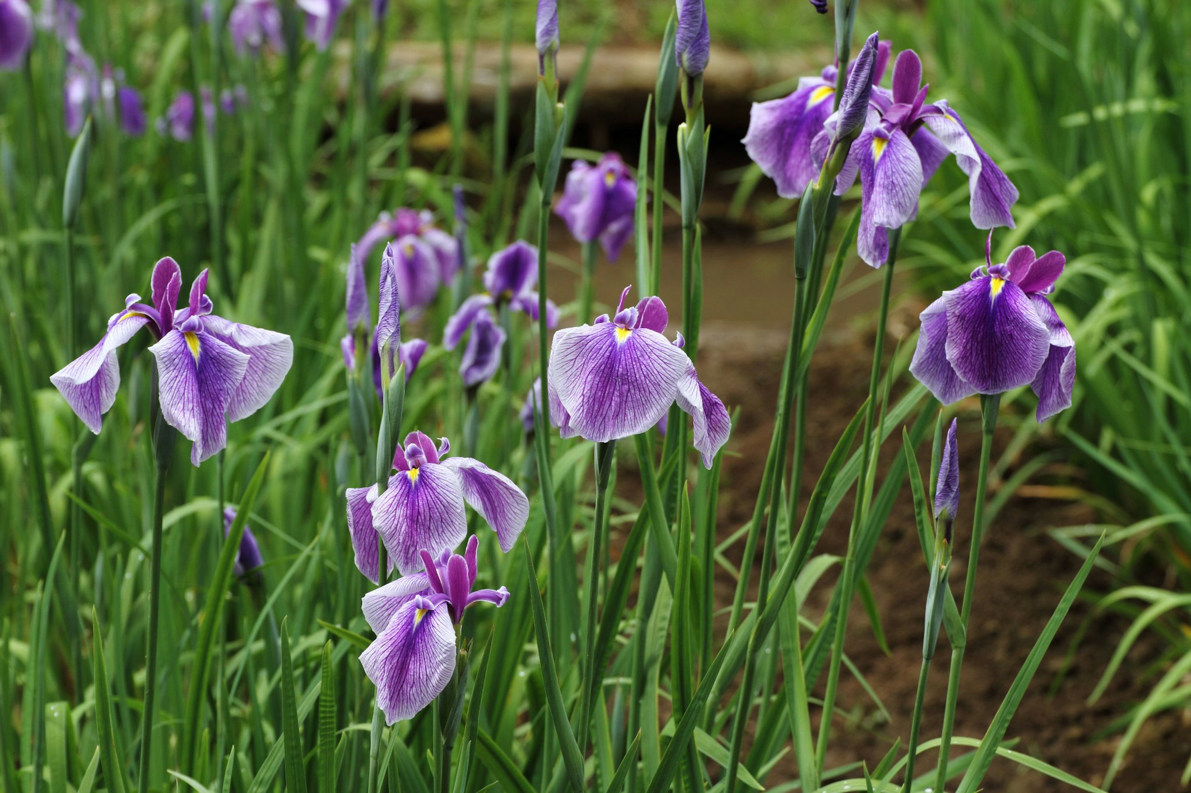 Purple irises blooming in a garden setting