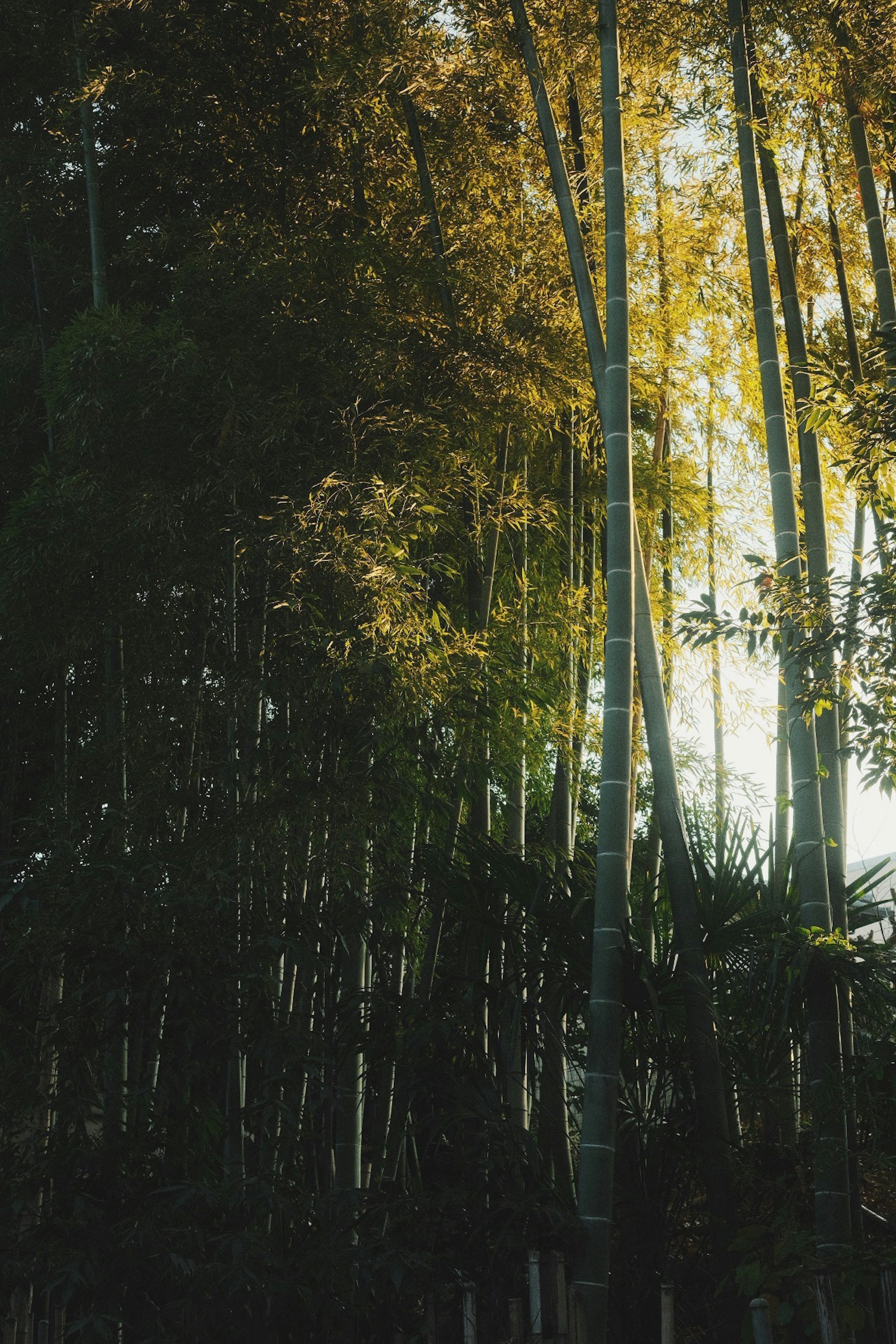 Luz filtrándose a través de un bosque de bambú con hojas verdes