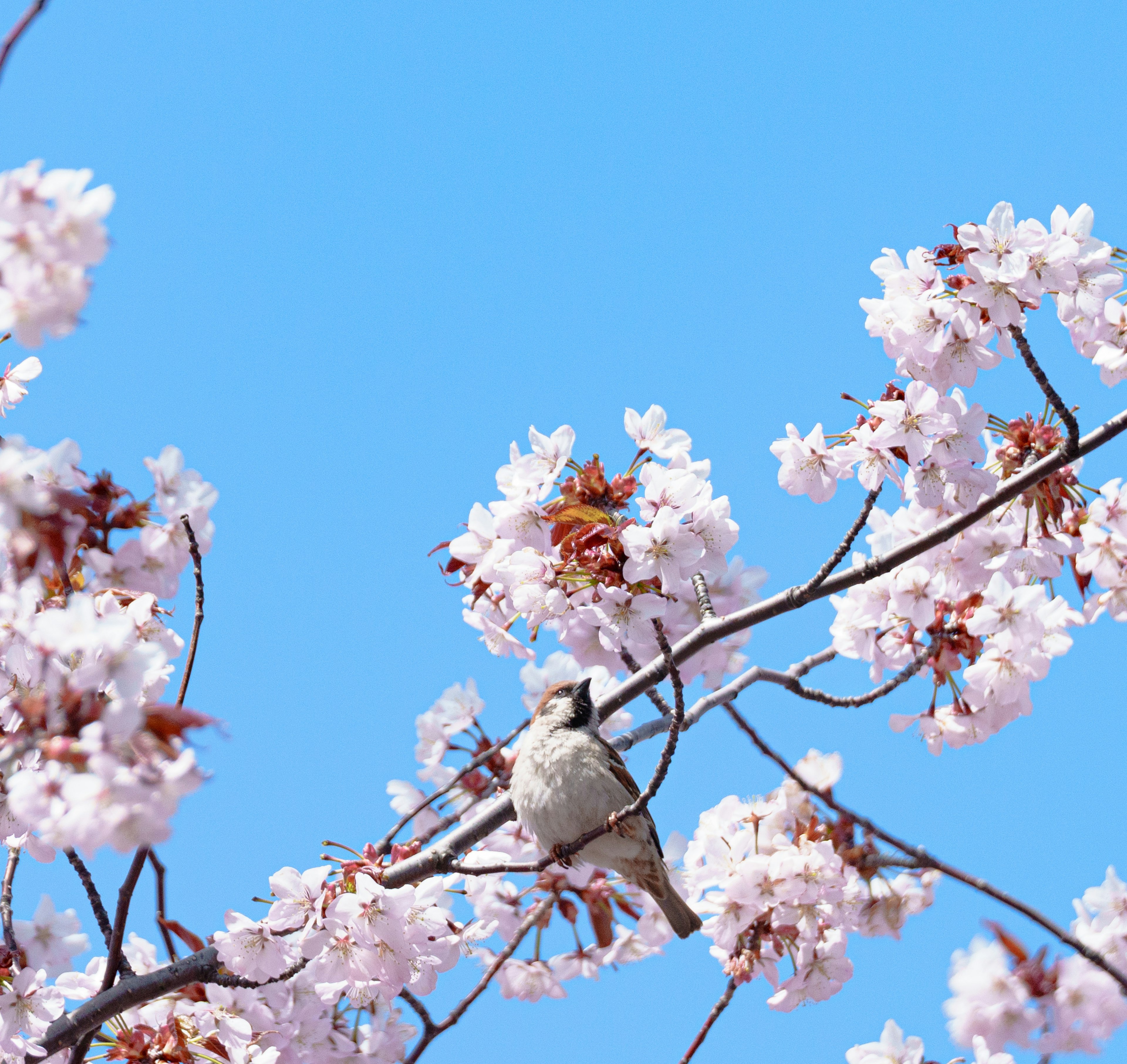 Seekor burung bertengger di cabang bunga sakura dengan latar belakang langit biru