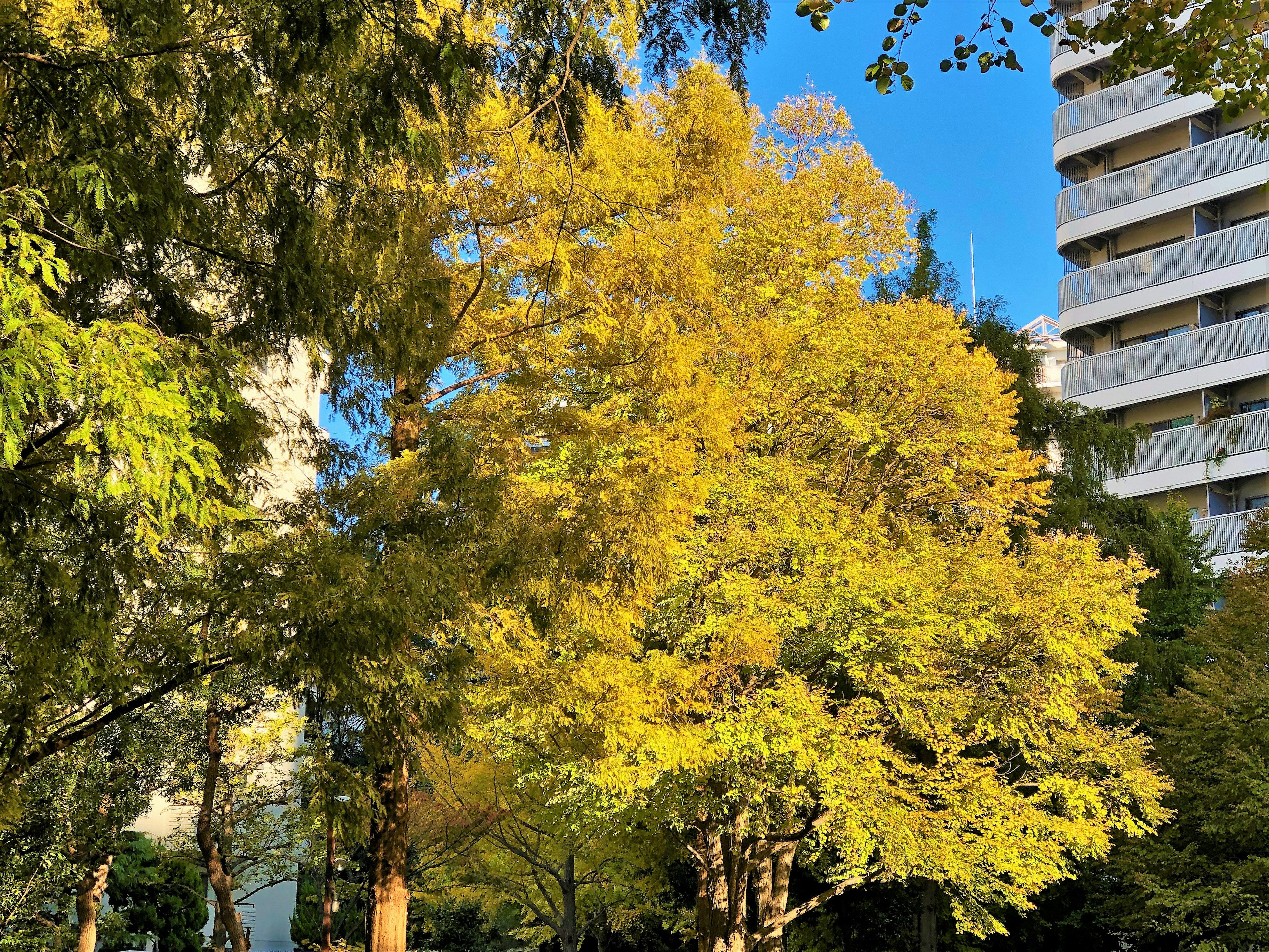 A vibrant yellow-leaved tree under a clear blue sky with a high-rise building