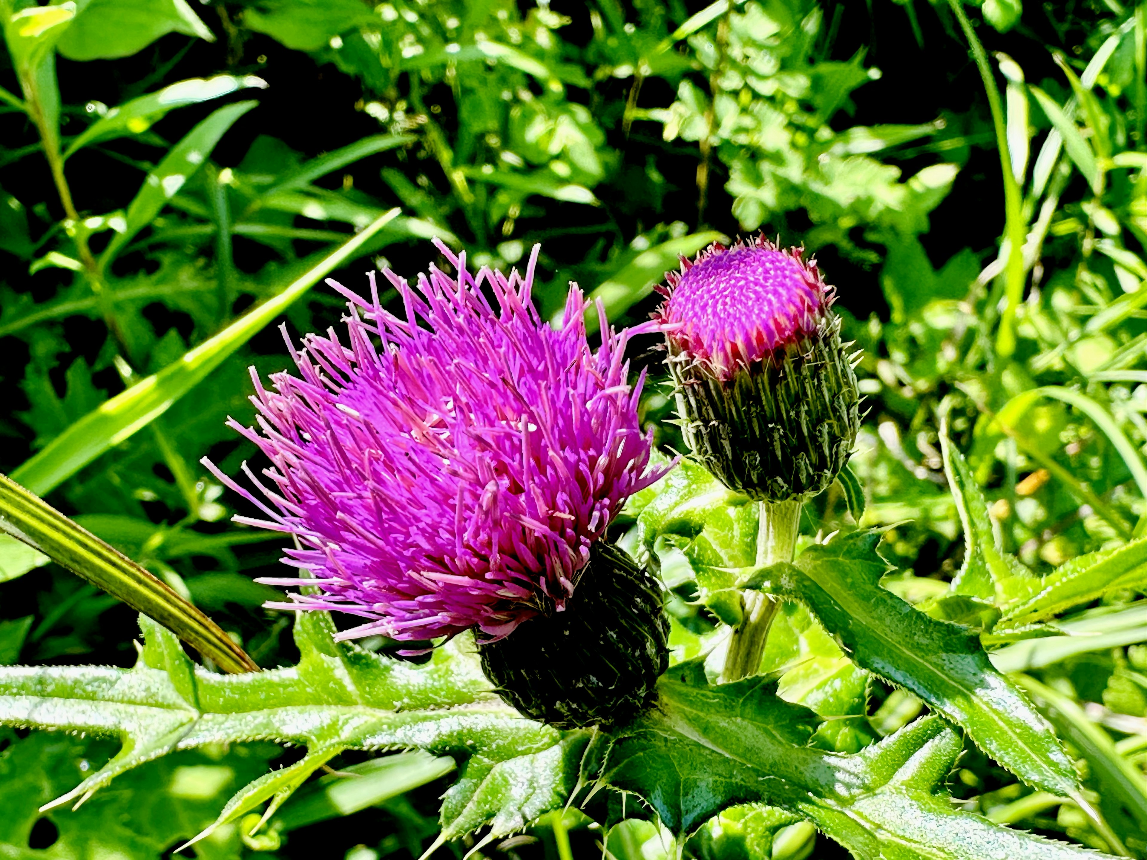 Deux fleurs de chardon violettes vibrantes sur un fond vert