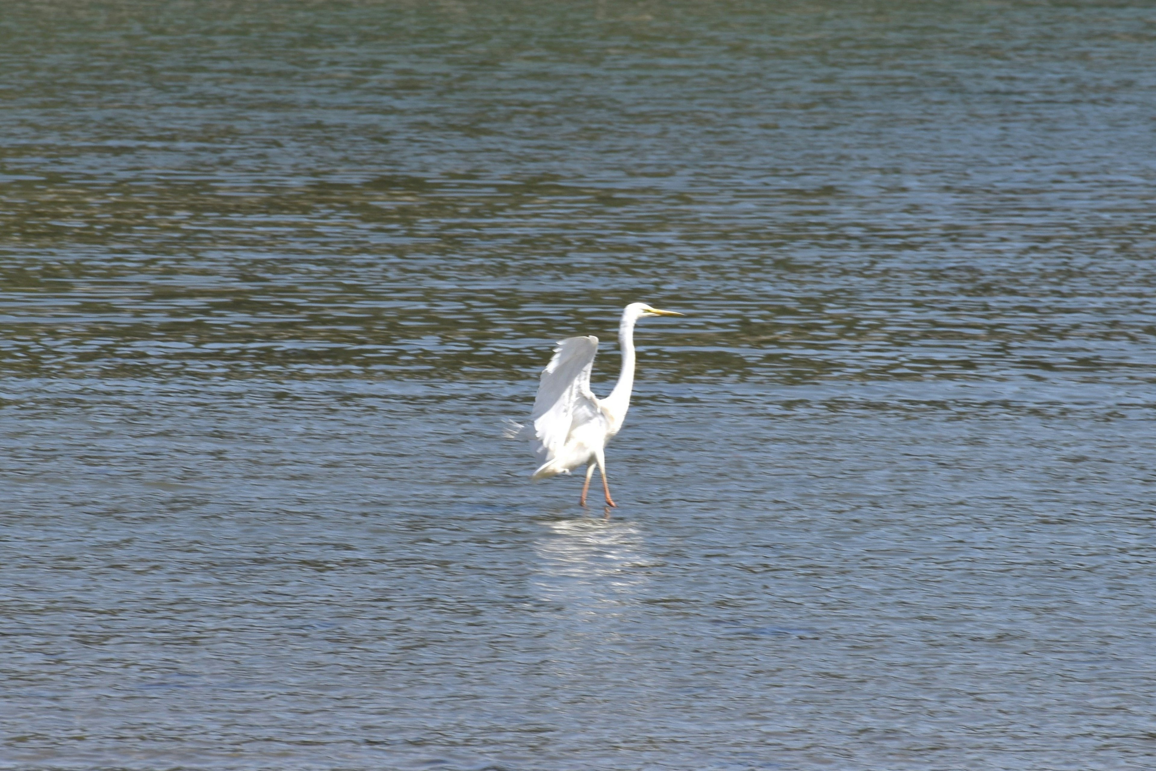 Un airone bianco in piedi sulla superficie dell'acqua