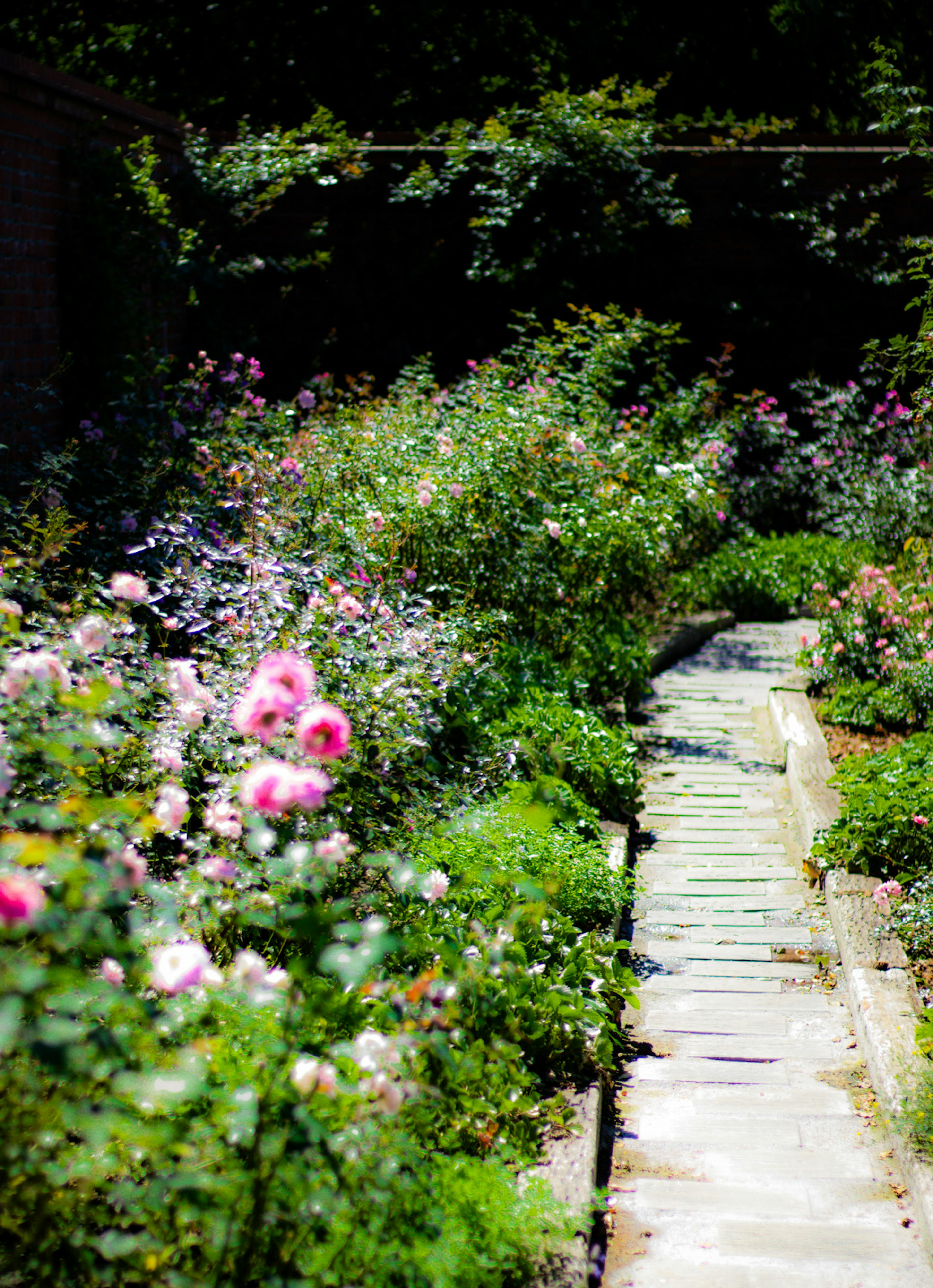 Un chemin de jardin bordé de rosiers en fleurs