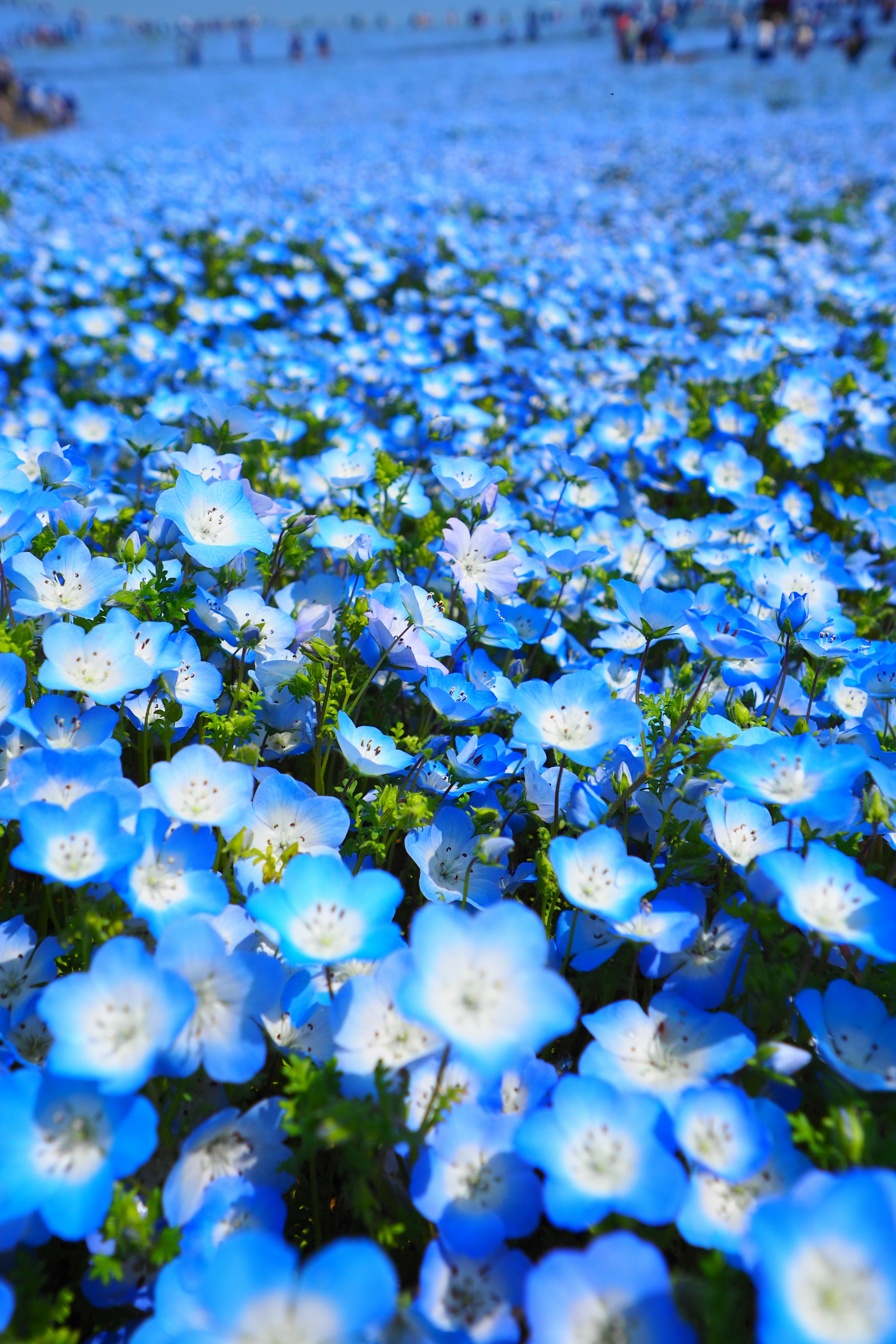 青い花の大群が広がる風景