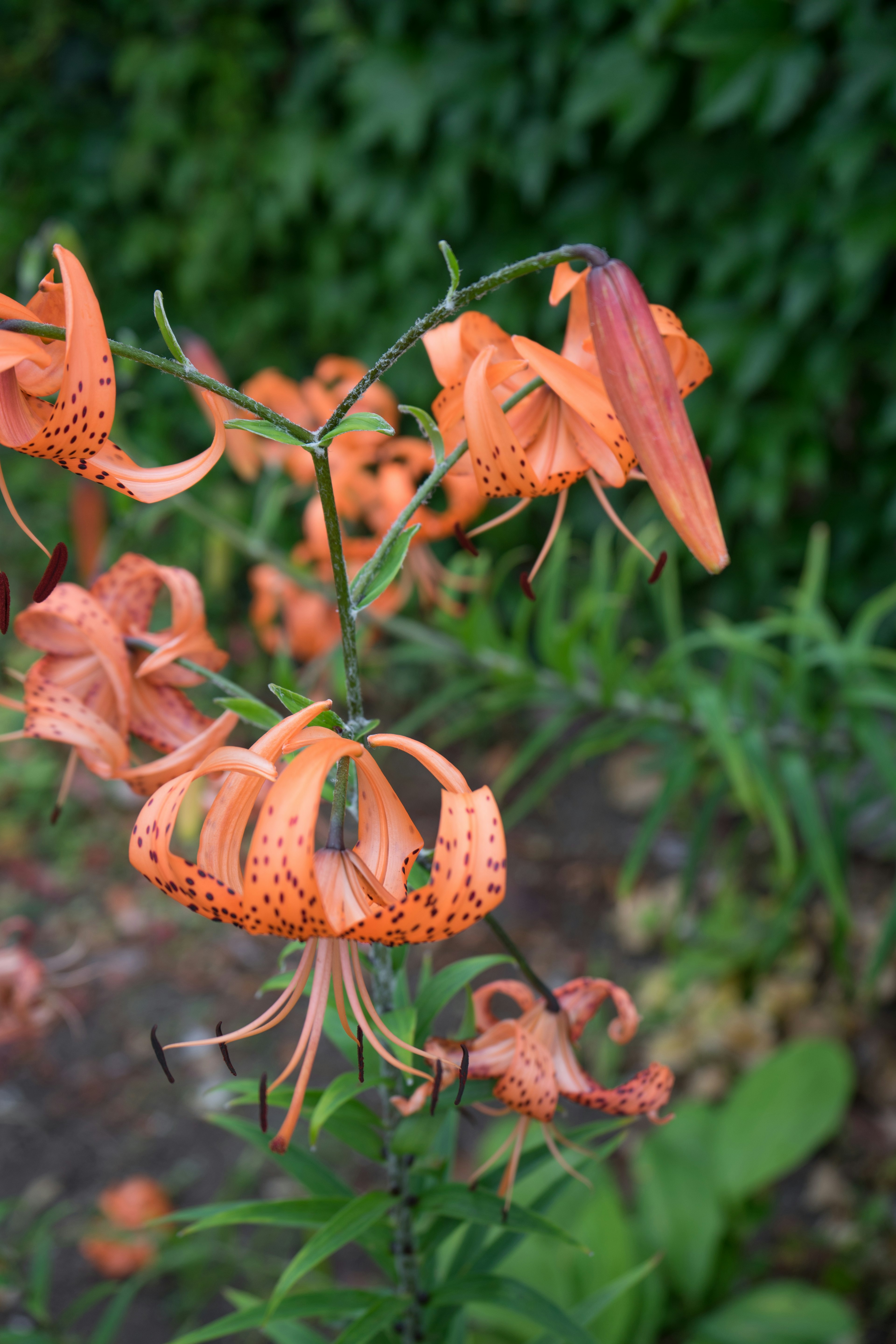 Orange lilies with spotted petals blooming against a green background