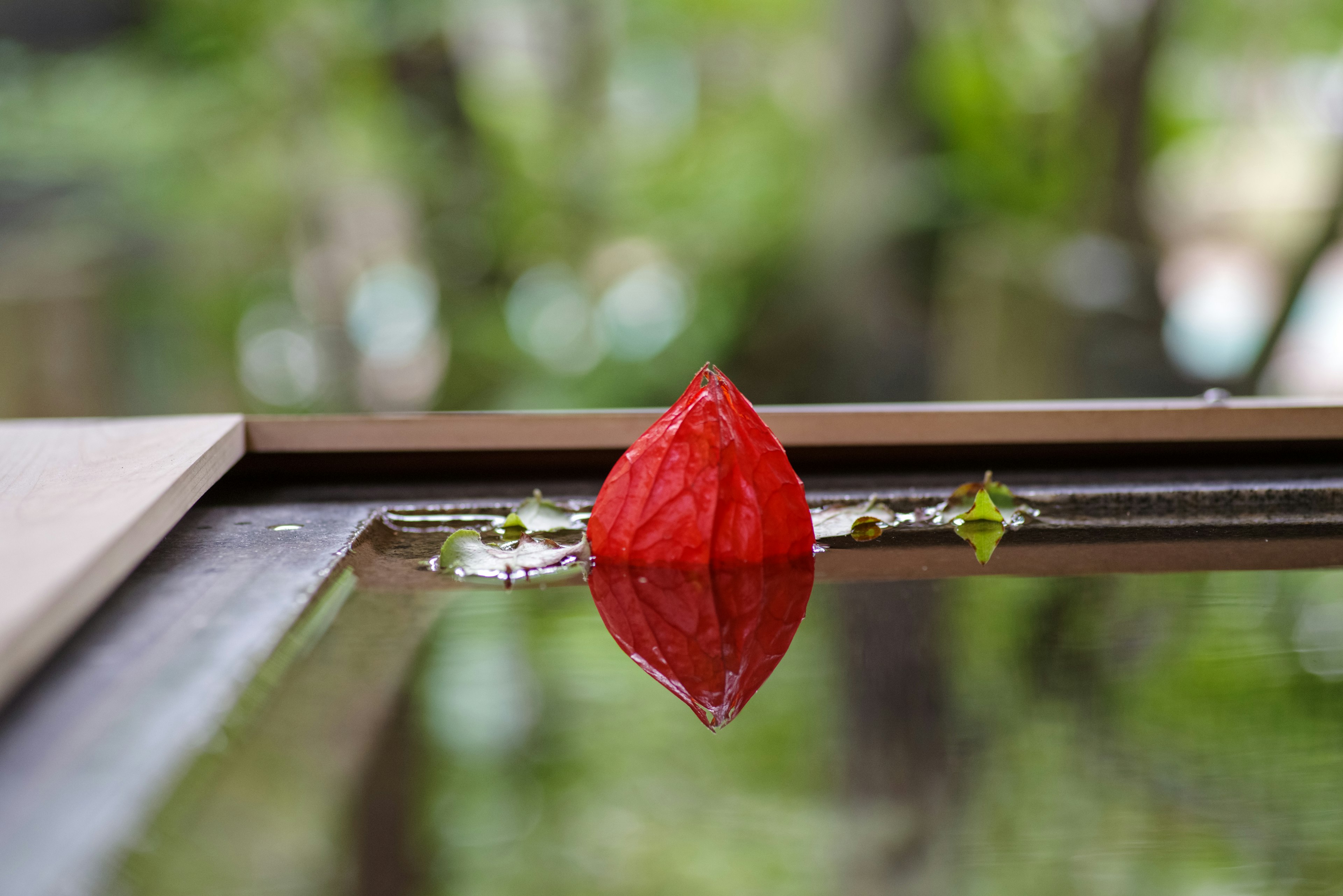 Red petal floating on water surface with blurred greenery in background