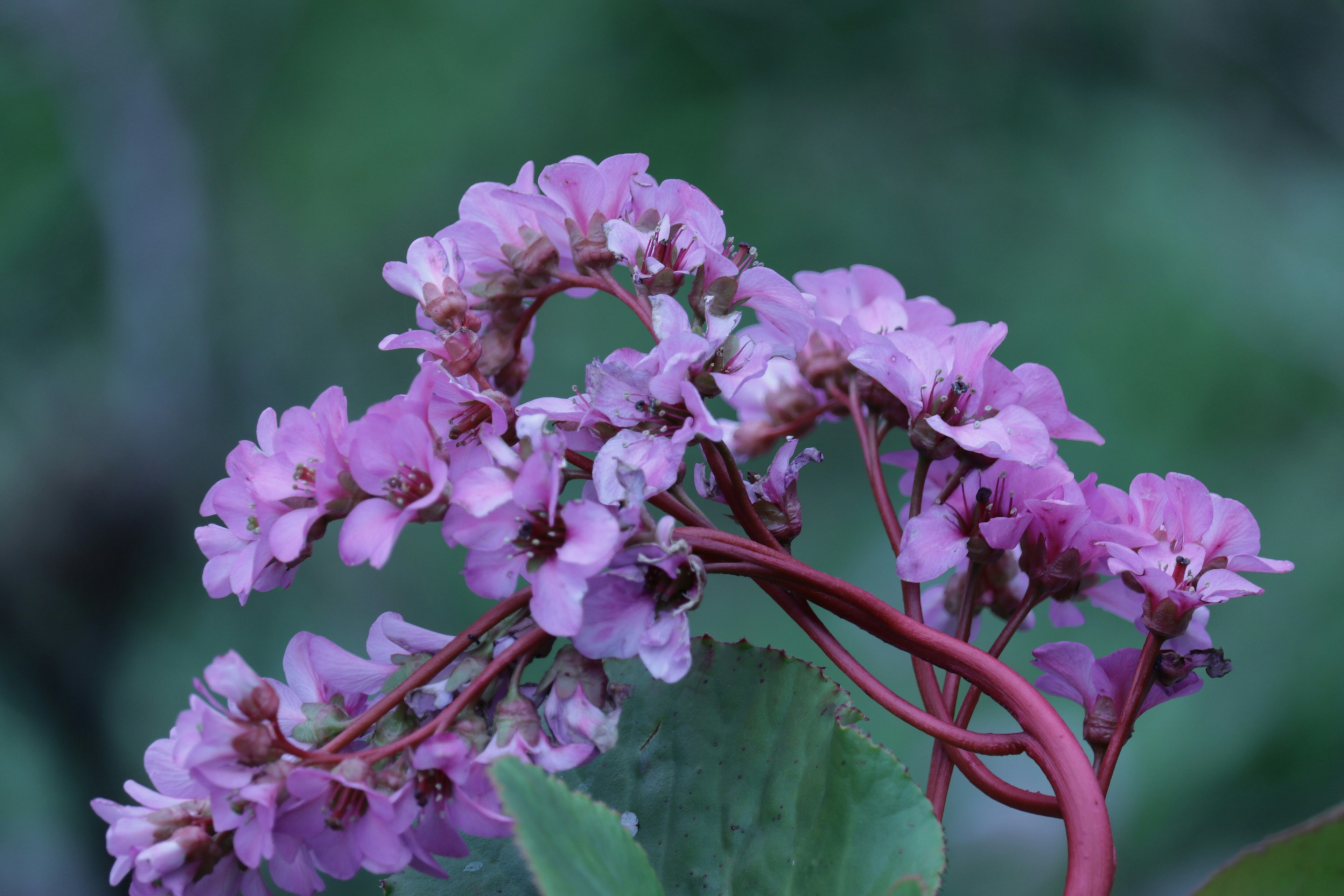 Nahaufnahme einer Pflanze mit rosa Blüten