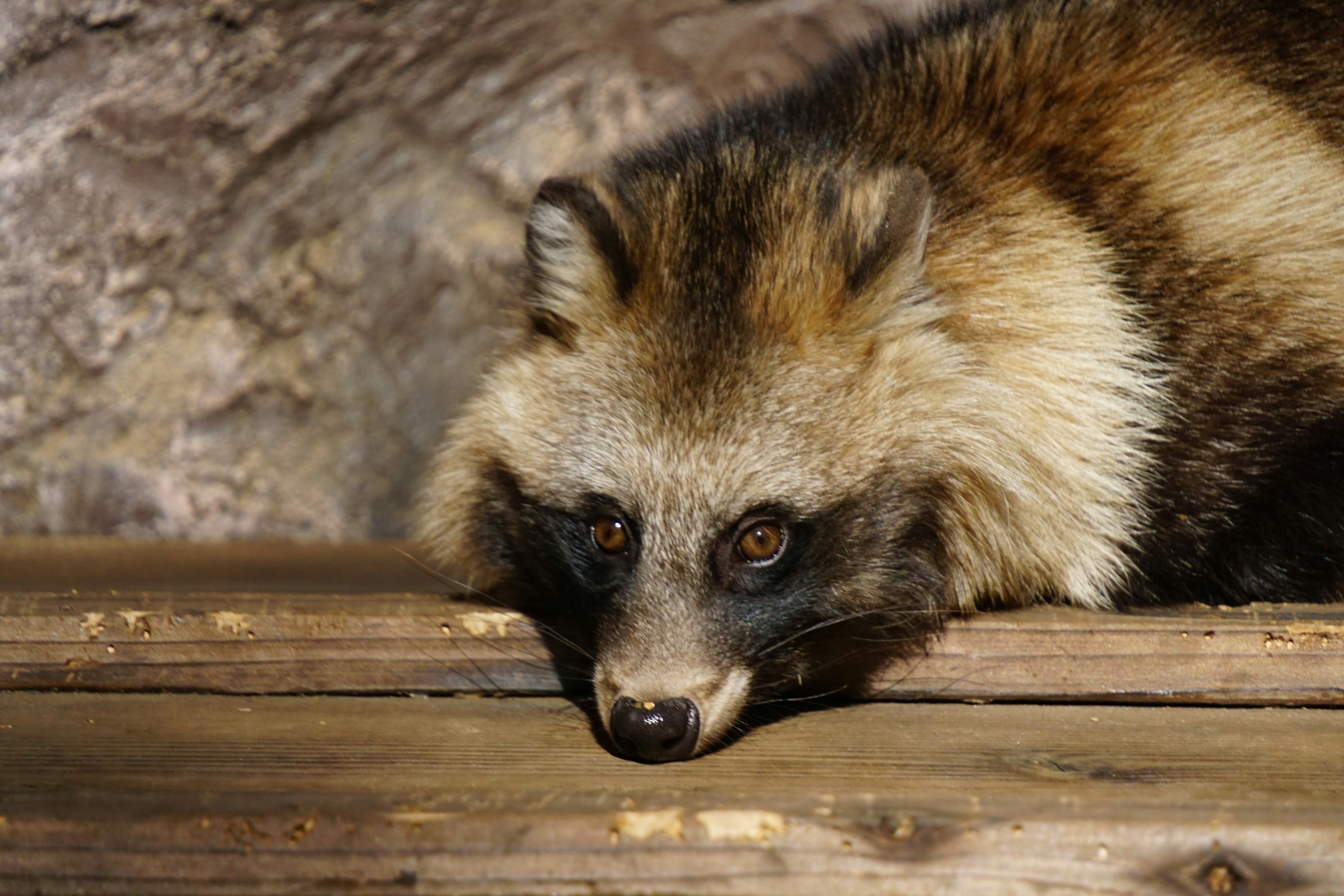 Seekor tanuki beristirahat di atas papan kayu