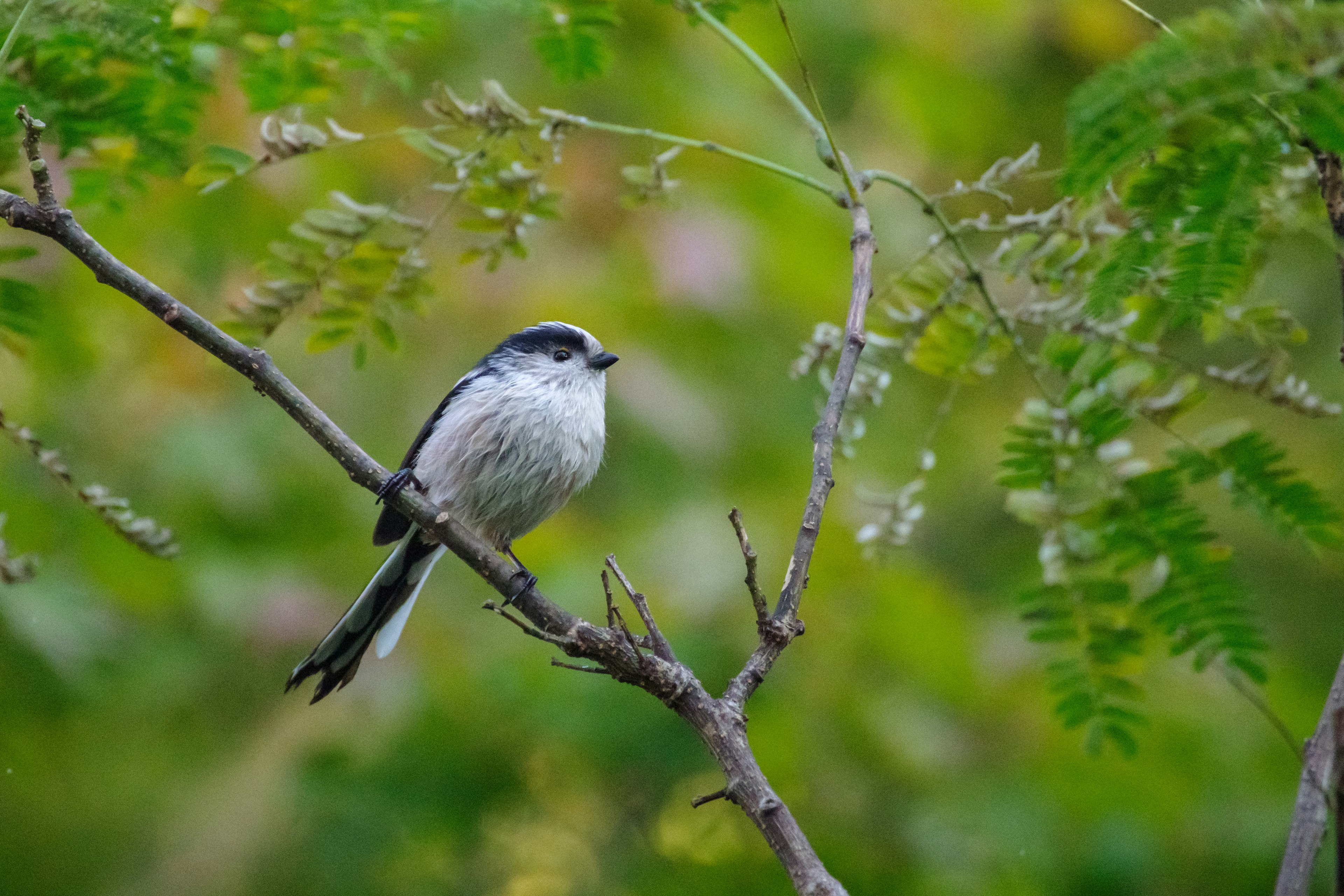 A small bird perched on a branch with a green background