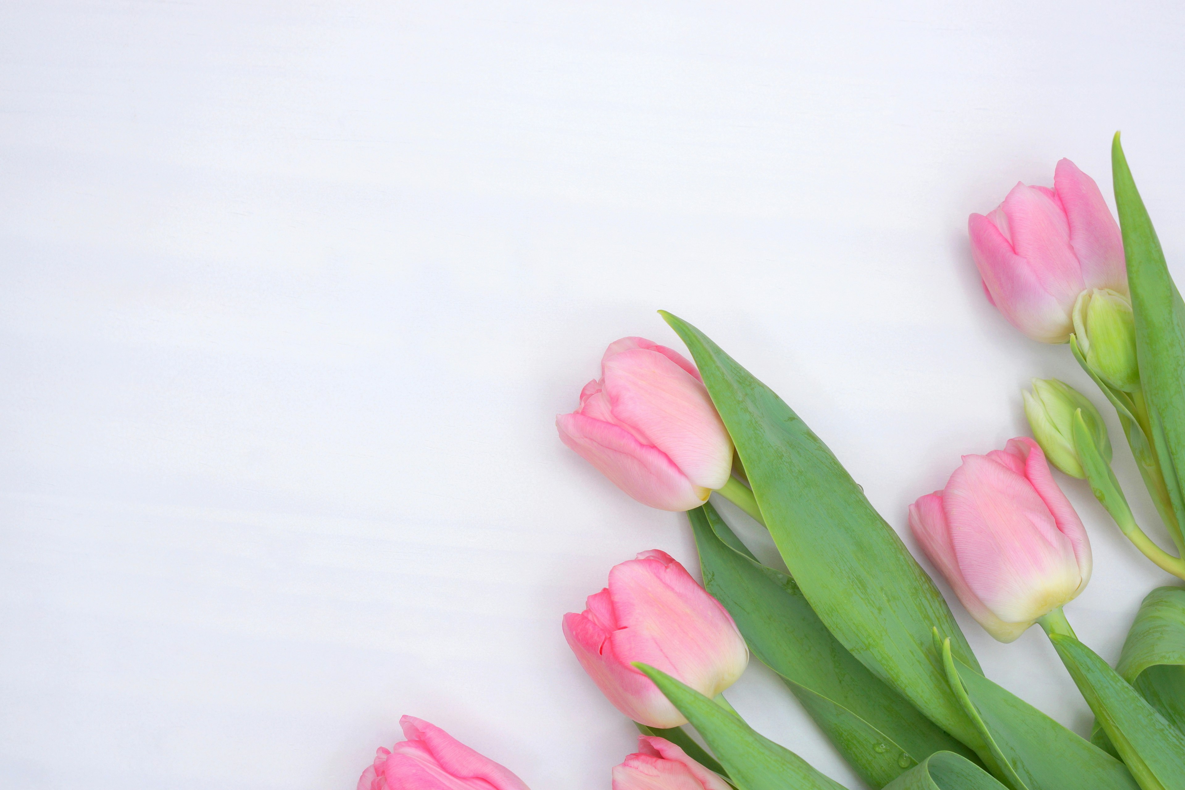 Pink tulips arranged on a white background