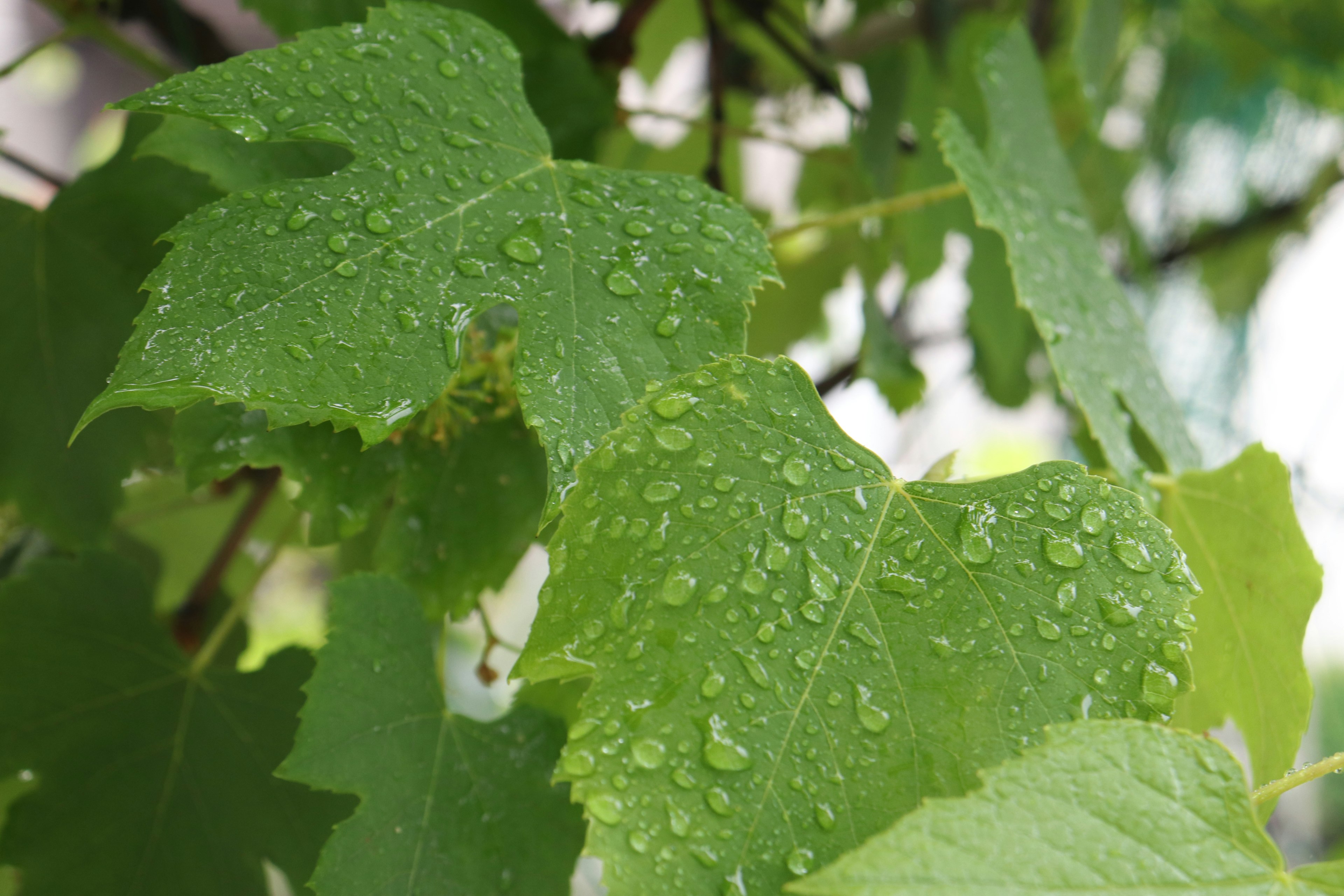 Primo piano di foglie verdi con gocce d'acqua