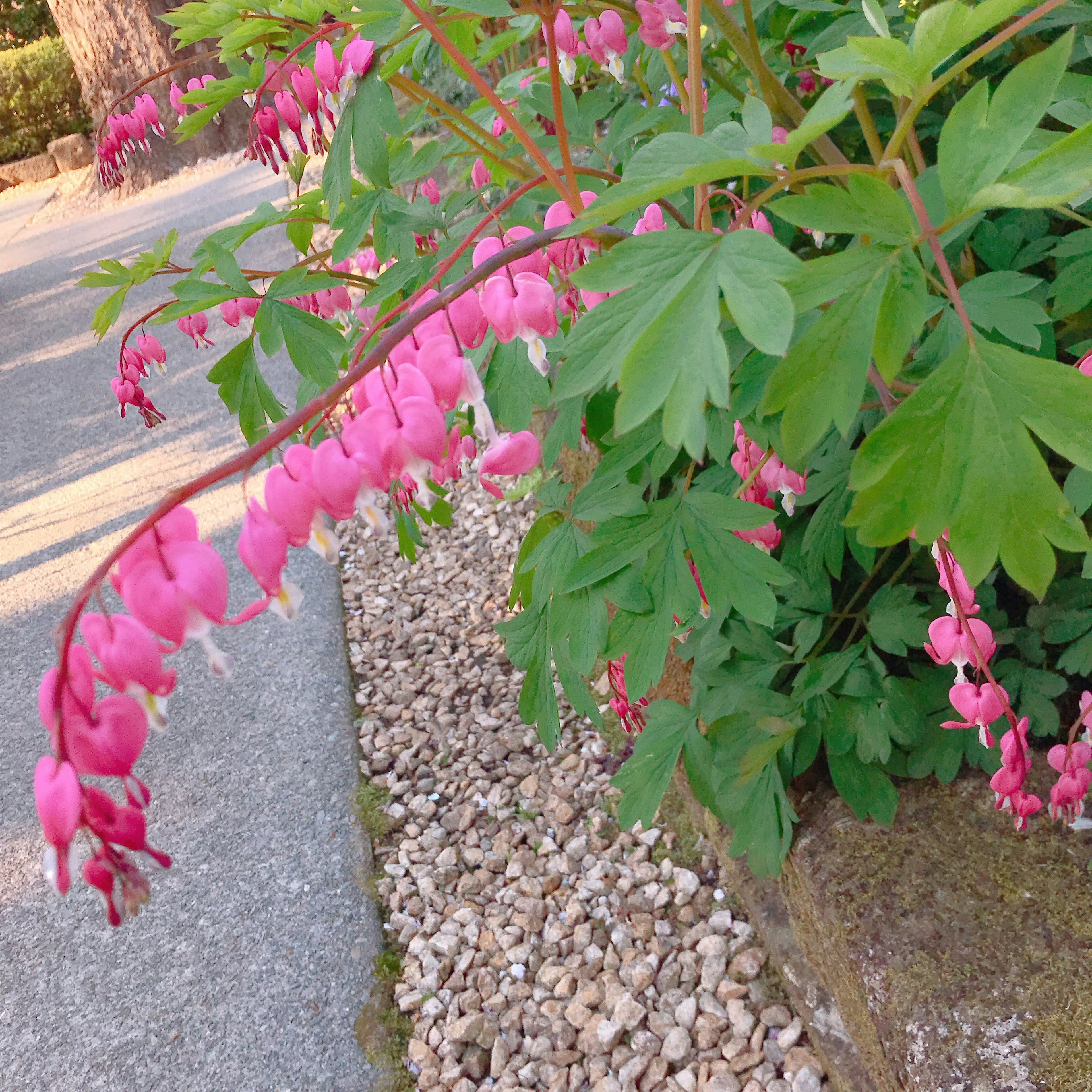 美しいピンク色の花が咲く植物の枝が歩道にかかっている