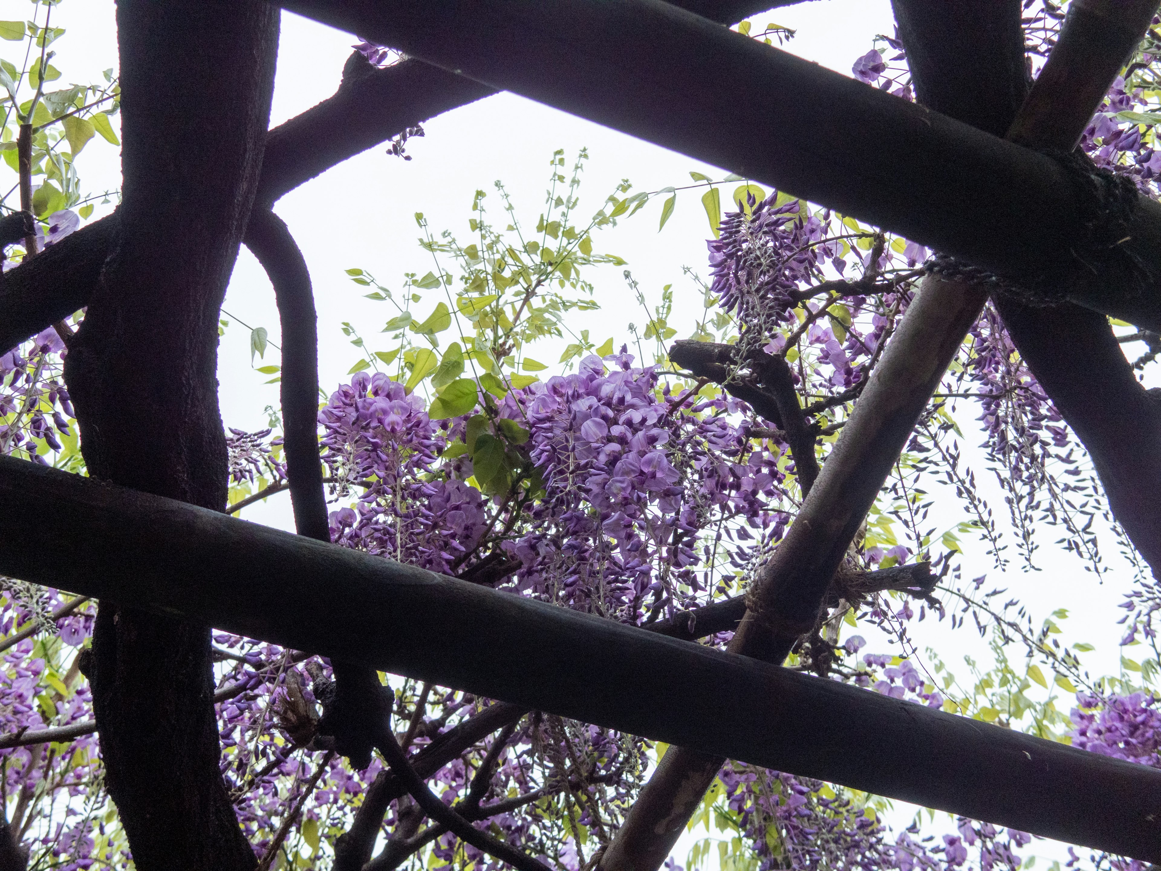 Fleurs de glycine violettes vues à travers une structure en bois