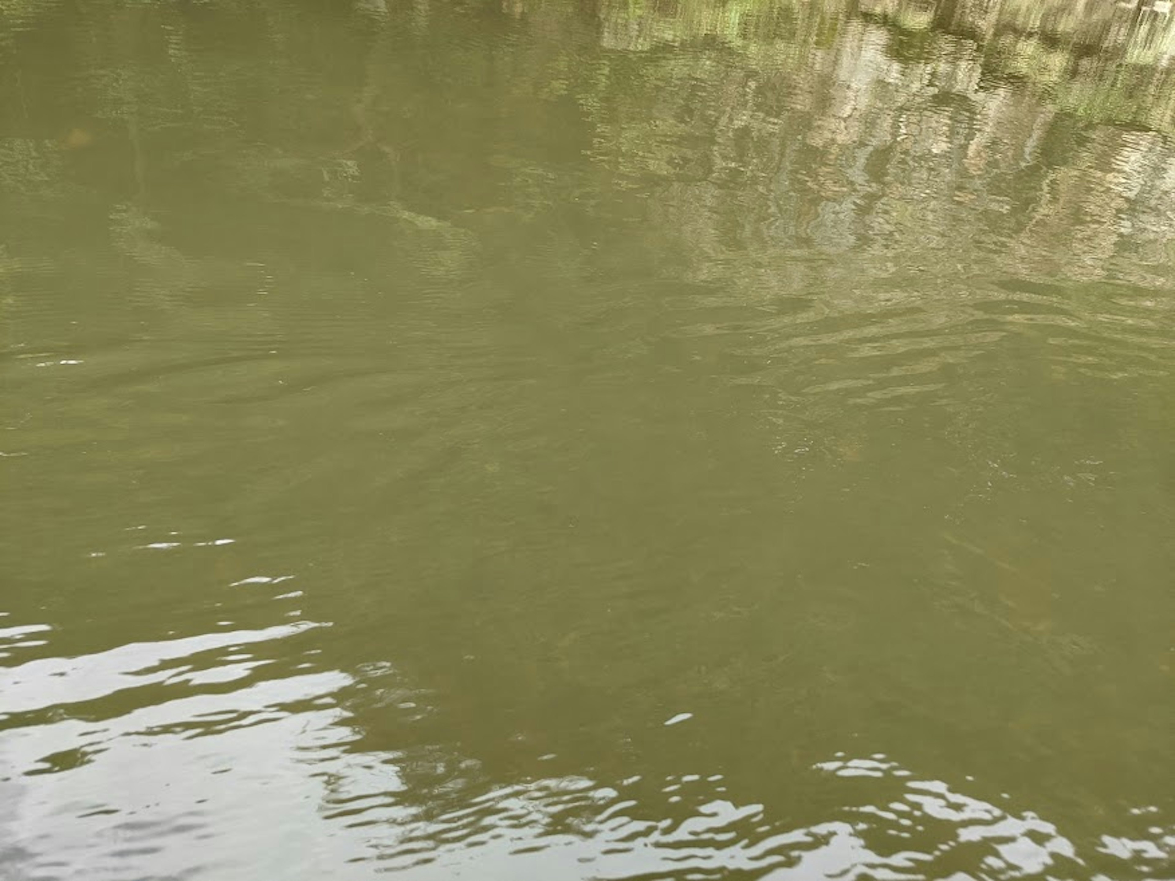 Superficie de agua verdosa que refleja el entorno natural