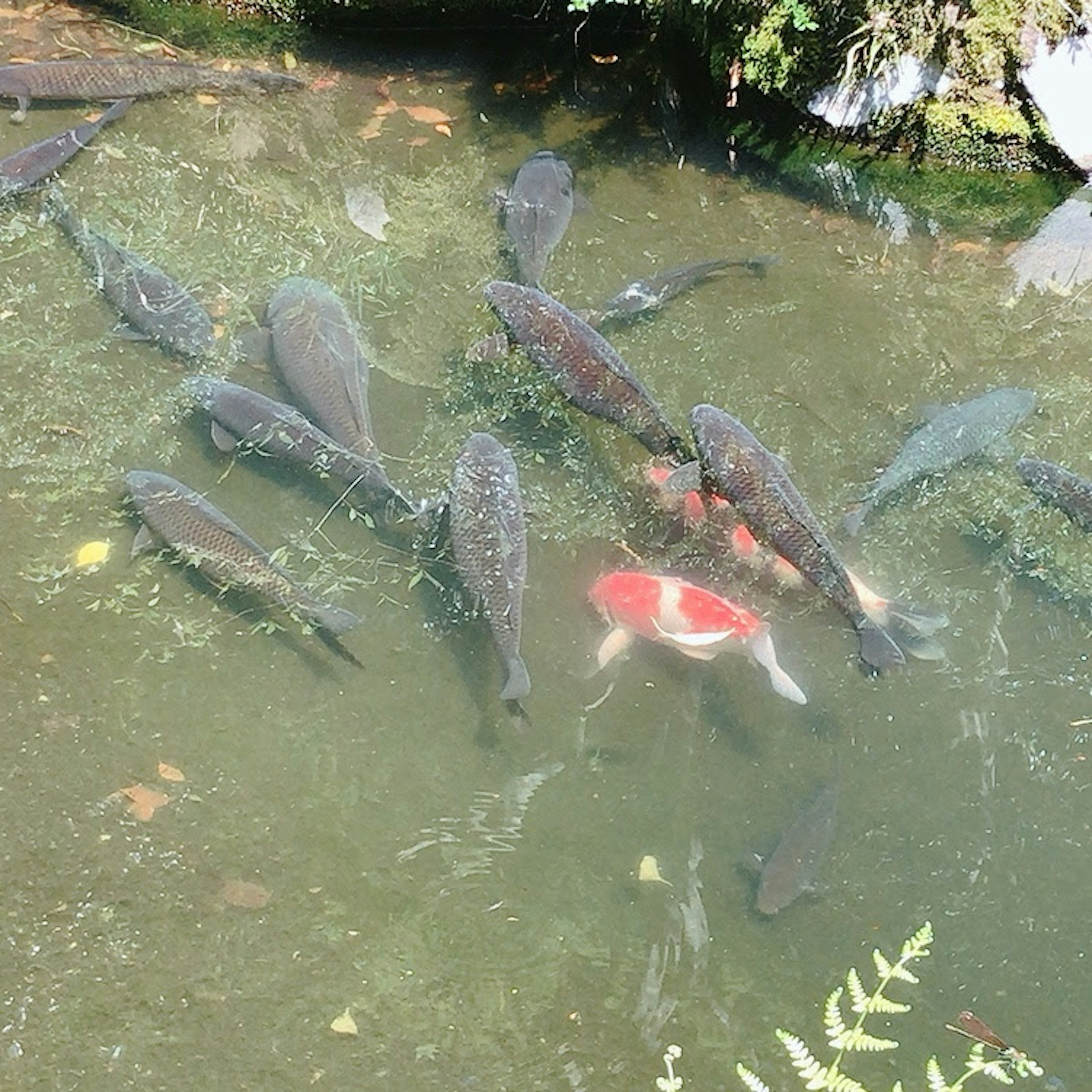 水中游動的魚群和一條顯眼的紅色錦鯉